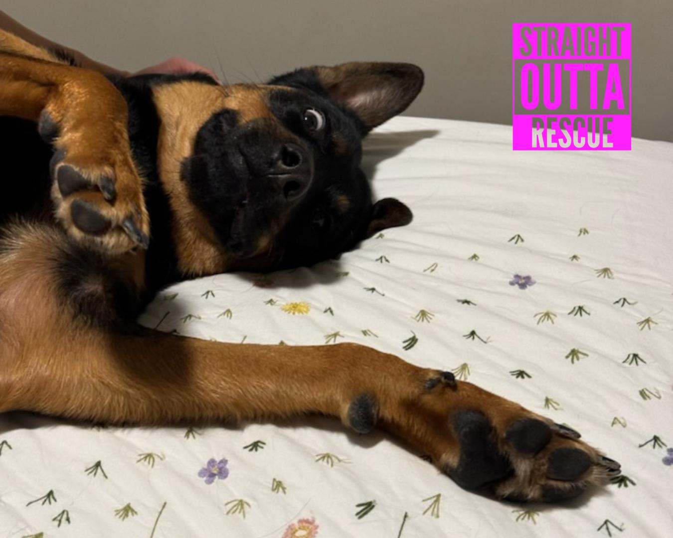 Enlarge Kane - New Bio, a ADOPTABLE mixed breed in Vancouver, BC image 1/6