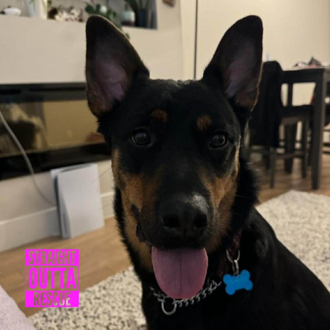 Enlarge Kane - New Bio, a ADOPTABLE mixed breed in Vancouver, BC image 4/6