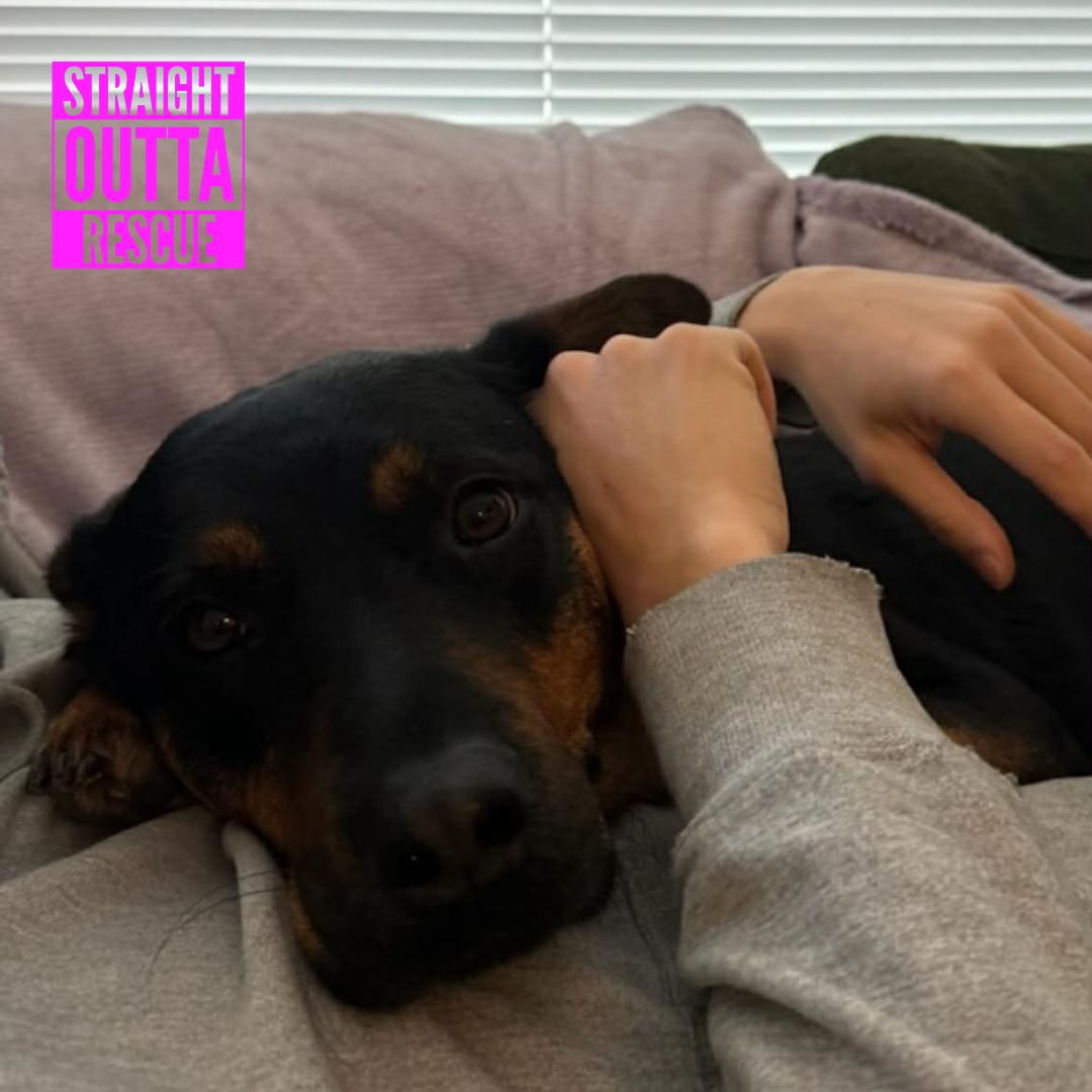 Enlarge Kane - New Bio, a ADOPTABLE mixed breed in Vancouver, BC image 5/6