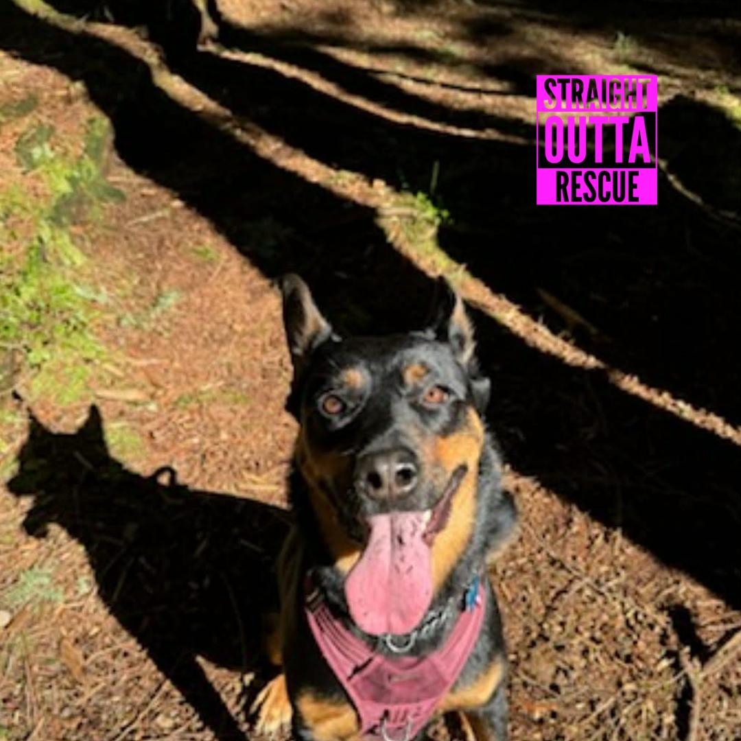 Enlarge Kane - New Bio, a ADOPTABLE mixed breed in Vancouver, BC image 6/6