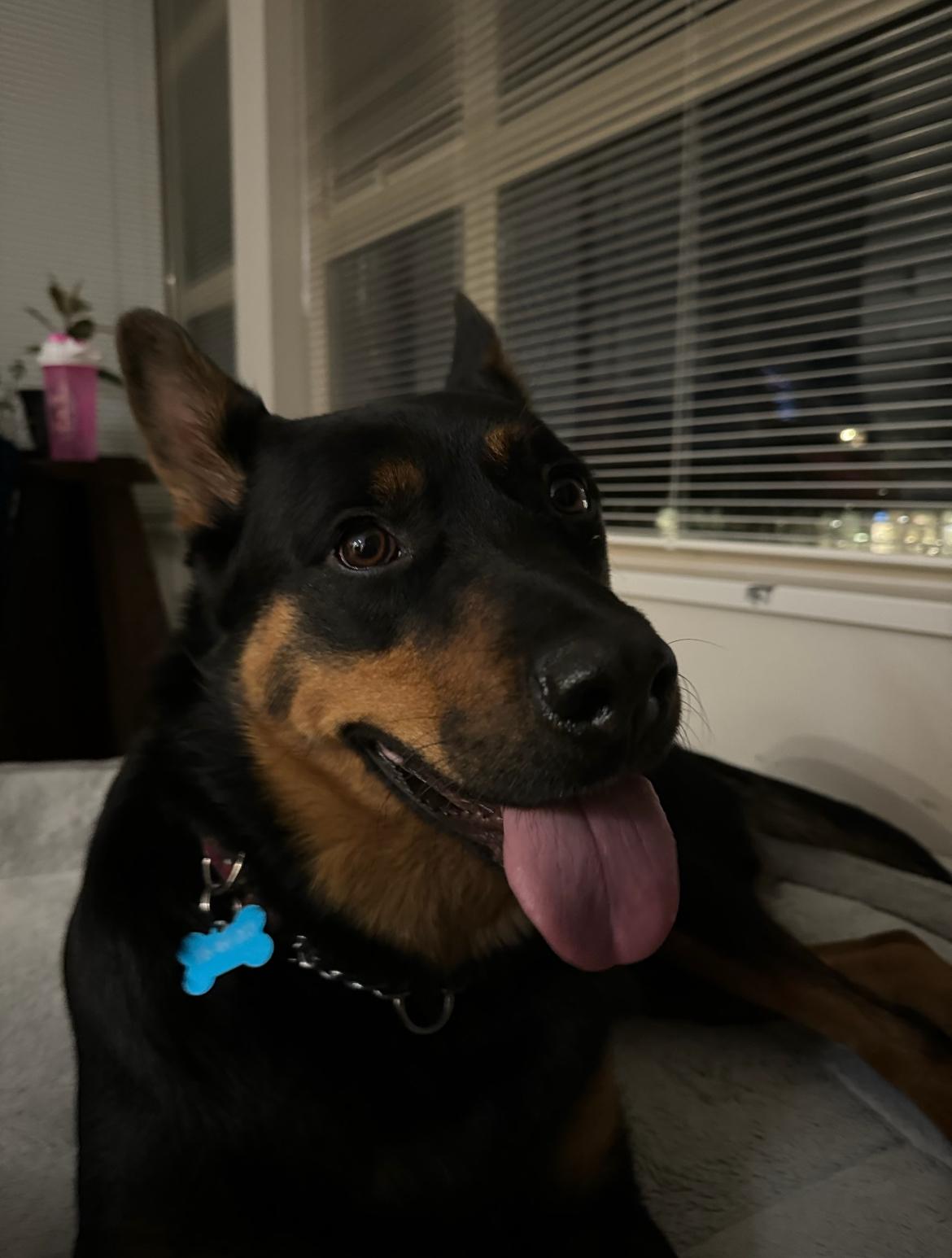 Enlarge Kane - New Bio, a ADOPTABLE mixed breed in Vancouver, BC image 6/6