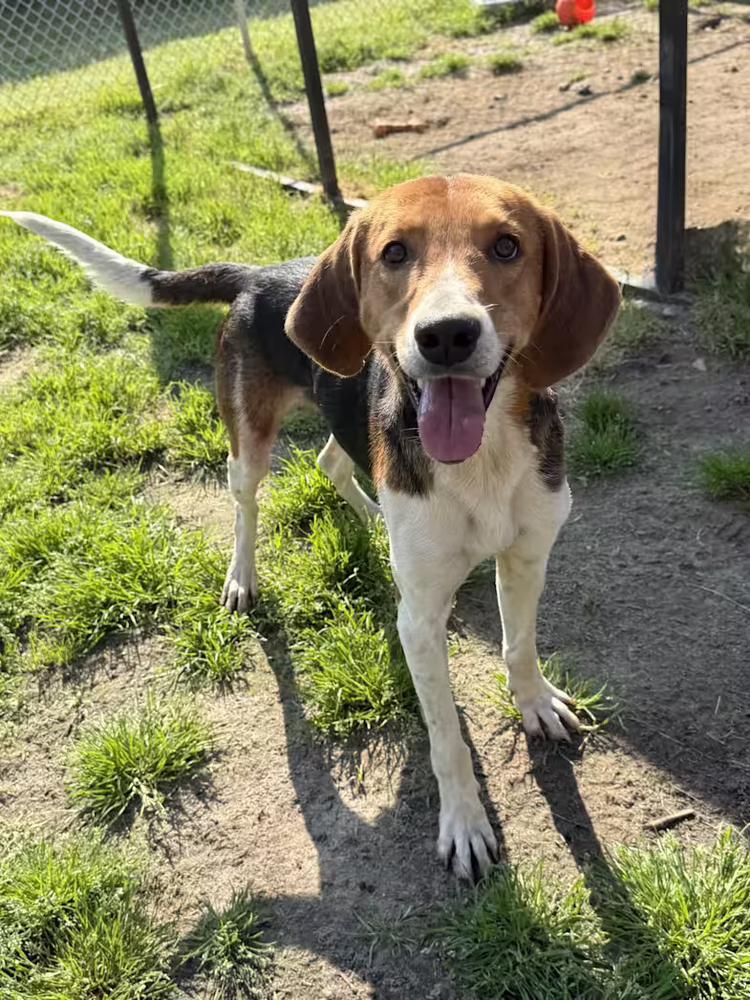 Enlarge Louie, a Adoptable mixed breed in Greenlawn, NY image 2/4