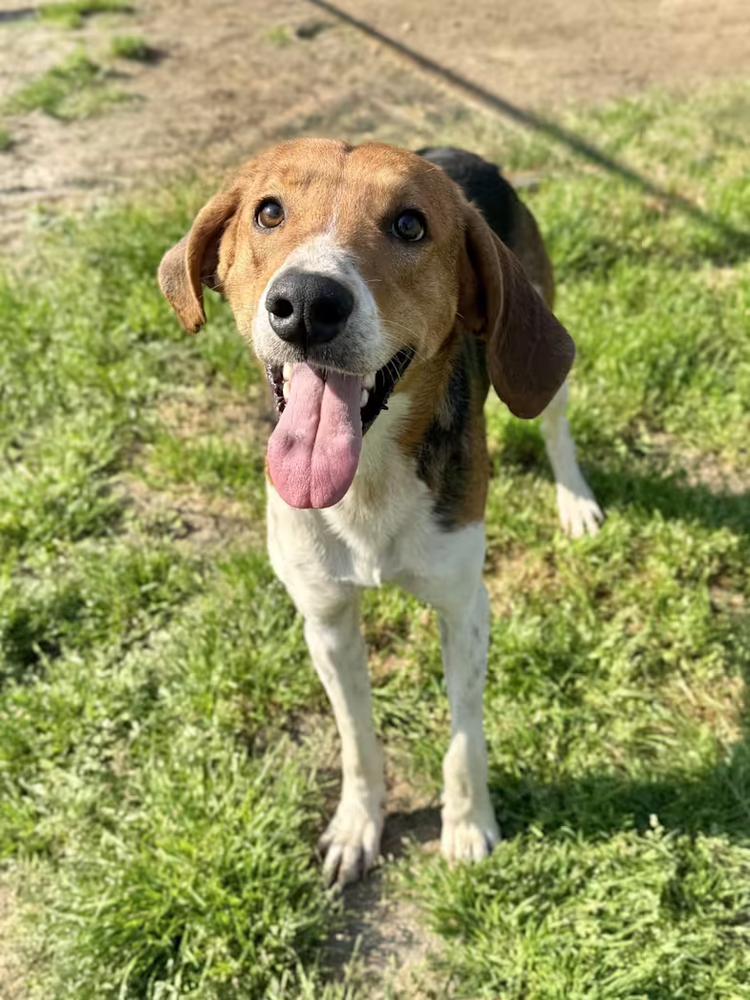 Enlarge Louie, a Adoptable mixed breed in Greenlawn, NY image 4/4
