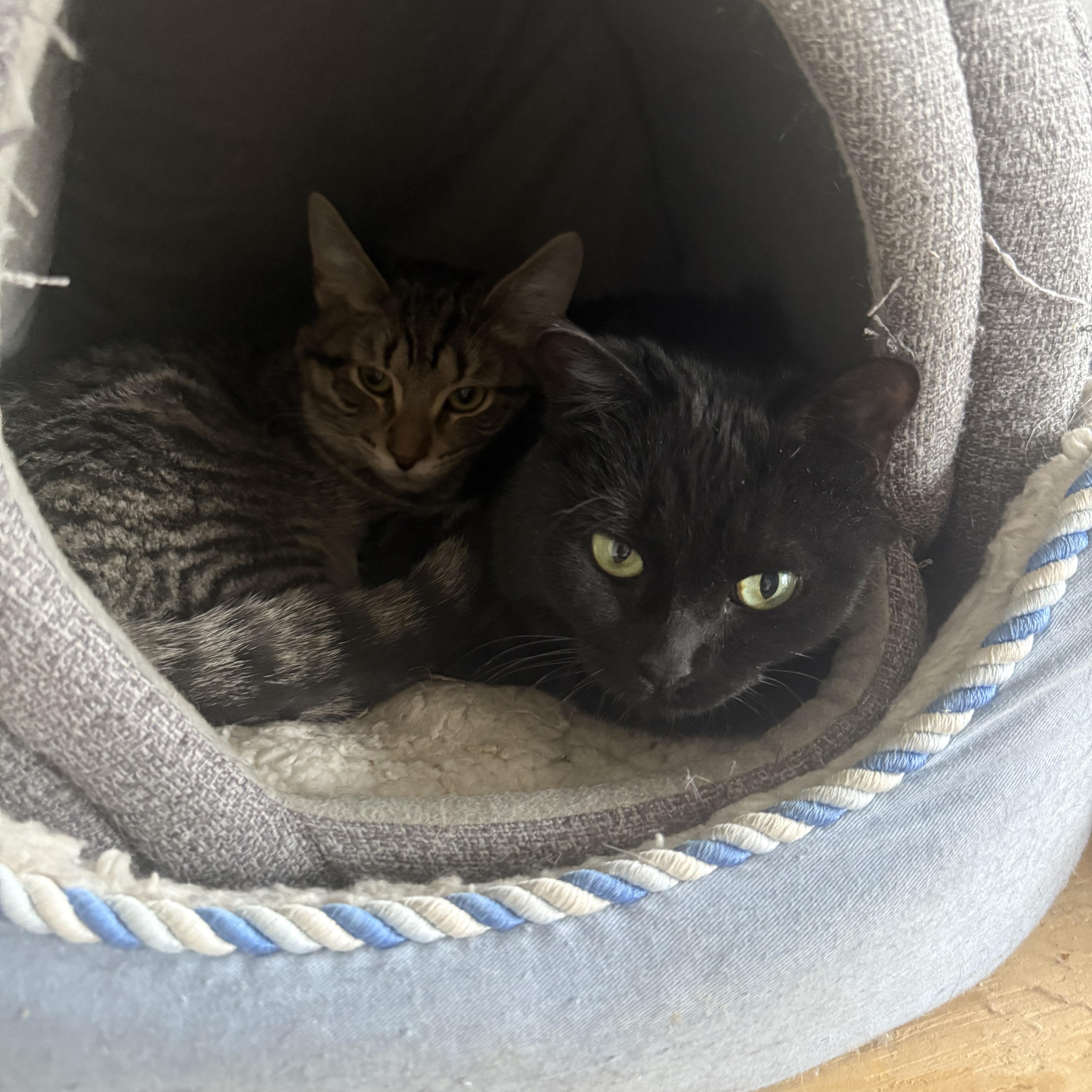 Avery Owl, a Adoptable Domestic Short Hair in Oak Park, MI image 2/3