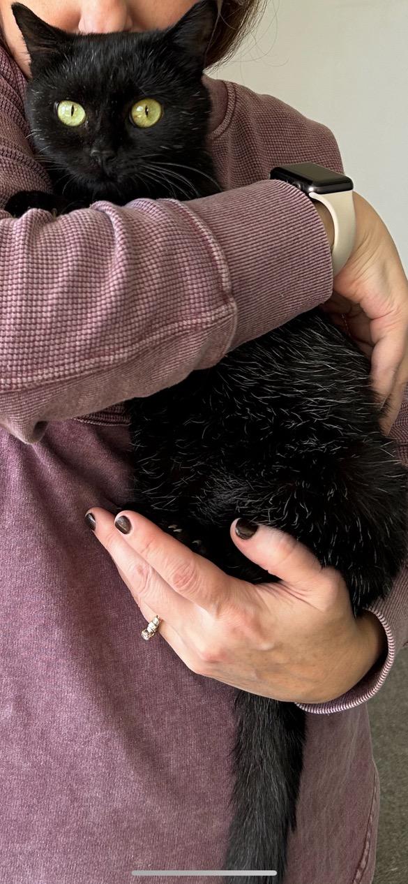 Avery Owl, a Adoptable Domestic Short Hair in Oak Park, MI image 3/3