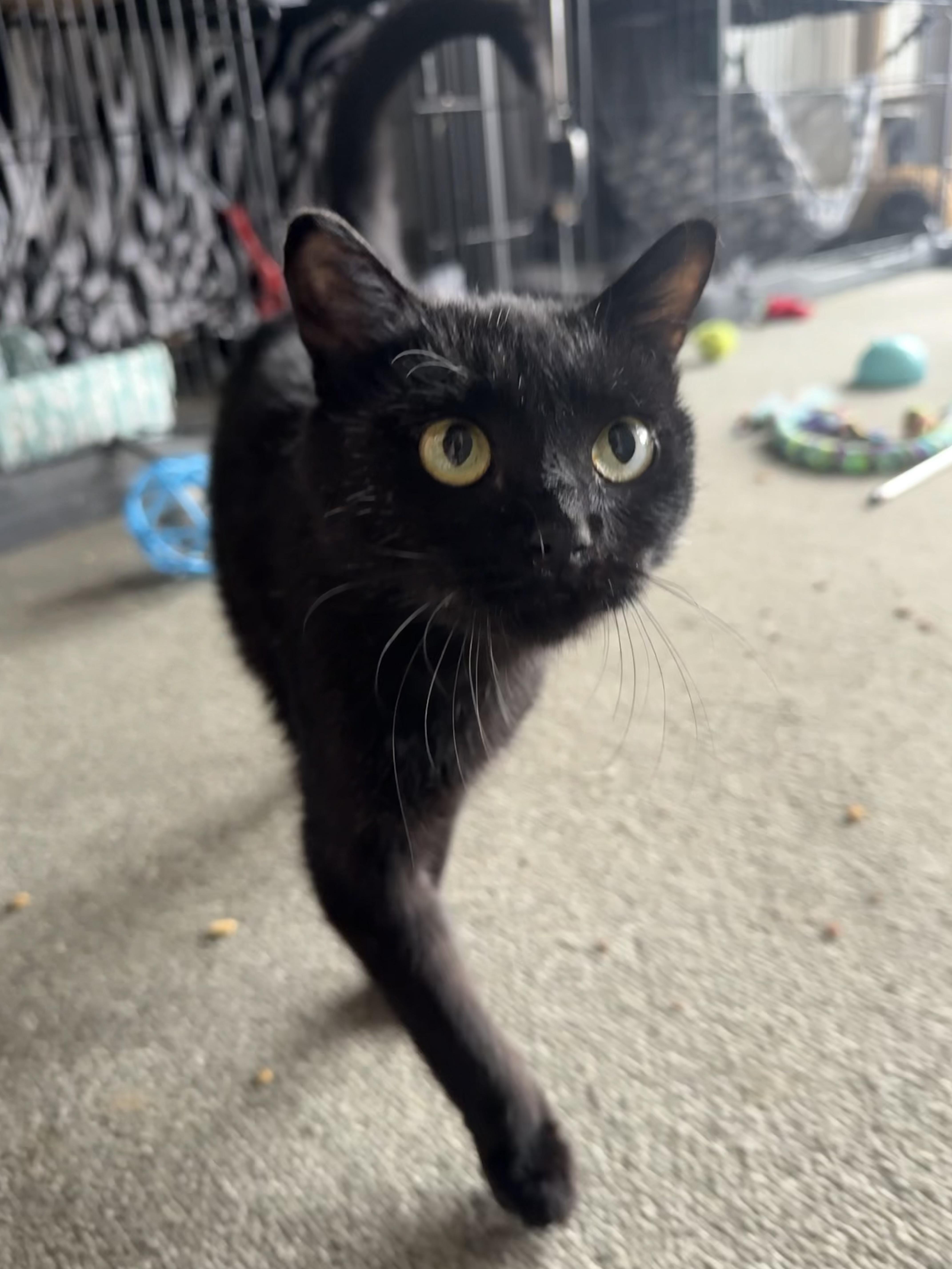 Avery Owl, Adoptable, Young Female Domestic Short Hair.