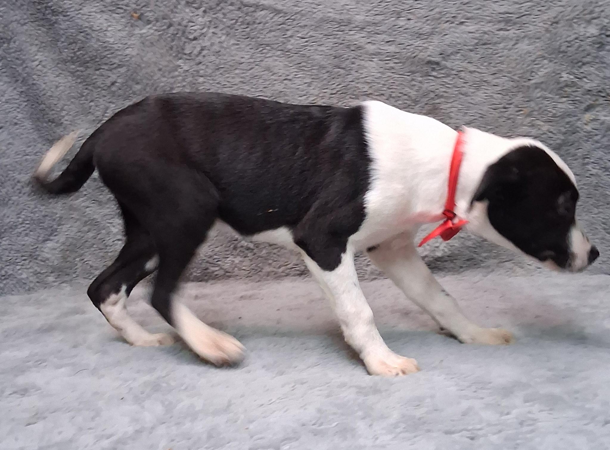 Enlarge Thea--COME MEET!, a ADOPTABLE mixed breed in Medfield, MA image 4/5