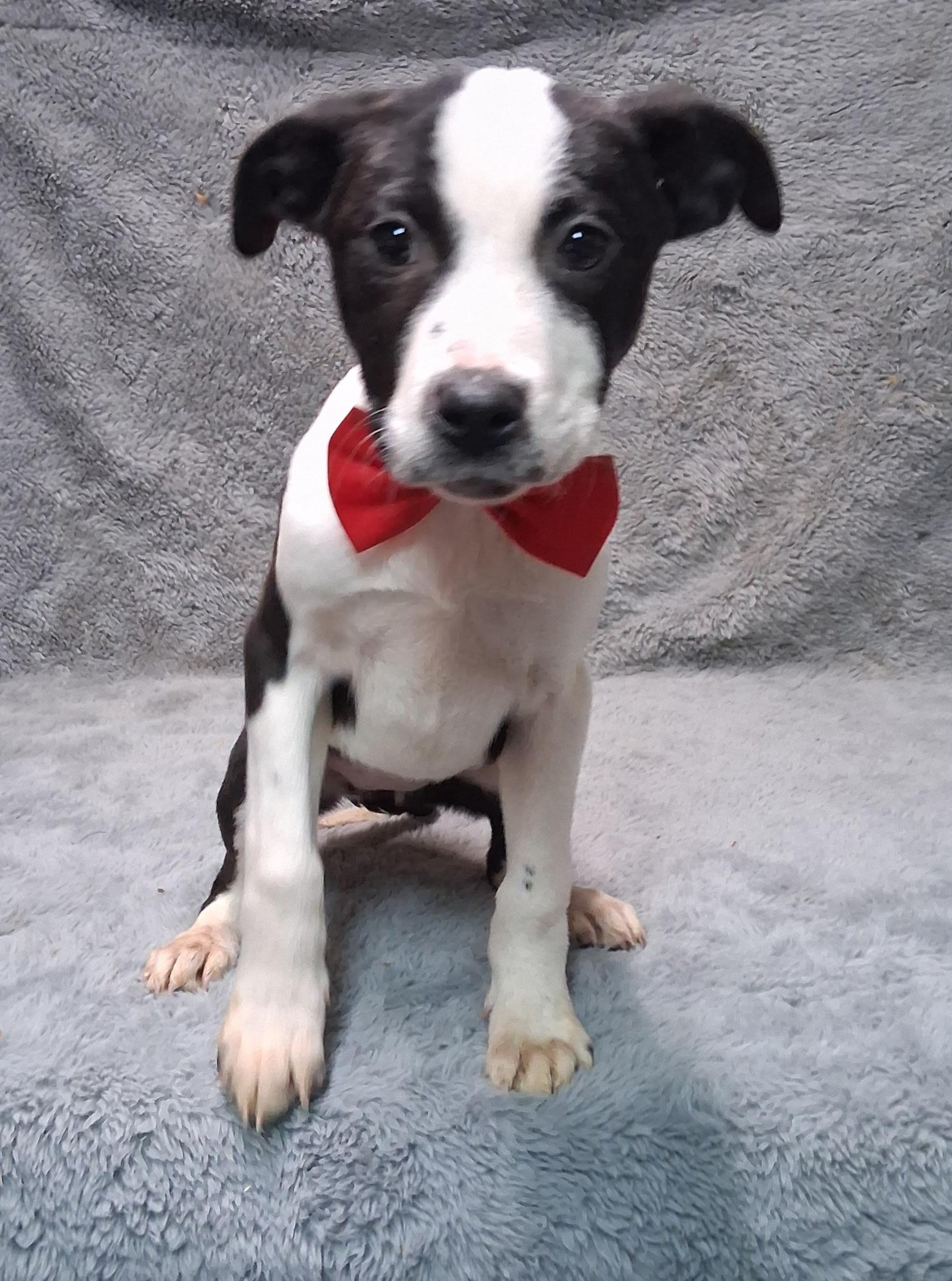 Enlarge Thea--COME MEET!, a ADOPTABLE mixed breed in Medfield, MA image 3/5