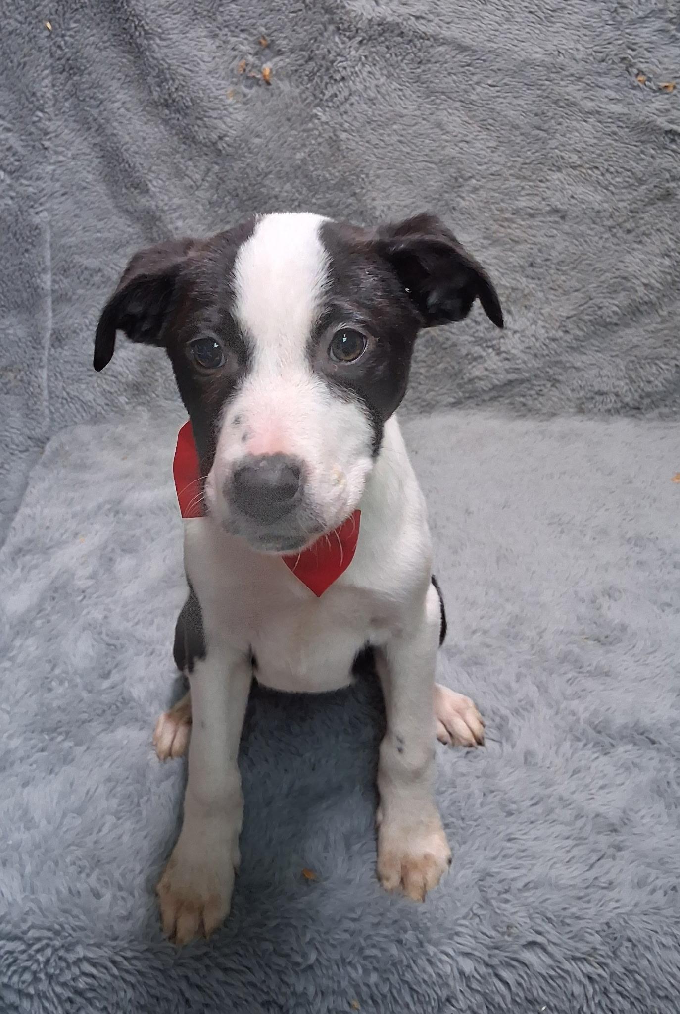 Enlarge Thea--COME MEET!, a ADOPTABLE mixed breed in Medfield, MA image 2/5