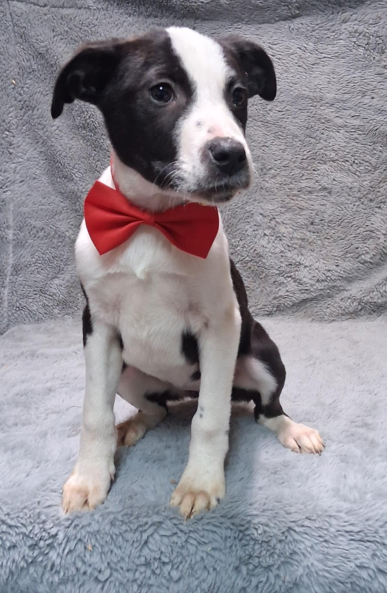 Thea--COME MEET!, ADOPTABLE, Puppy Female Labrador Retriever.