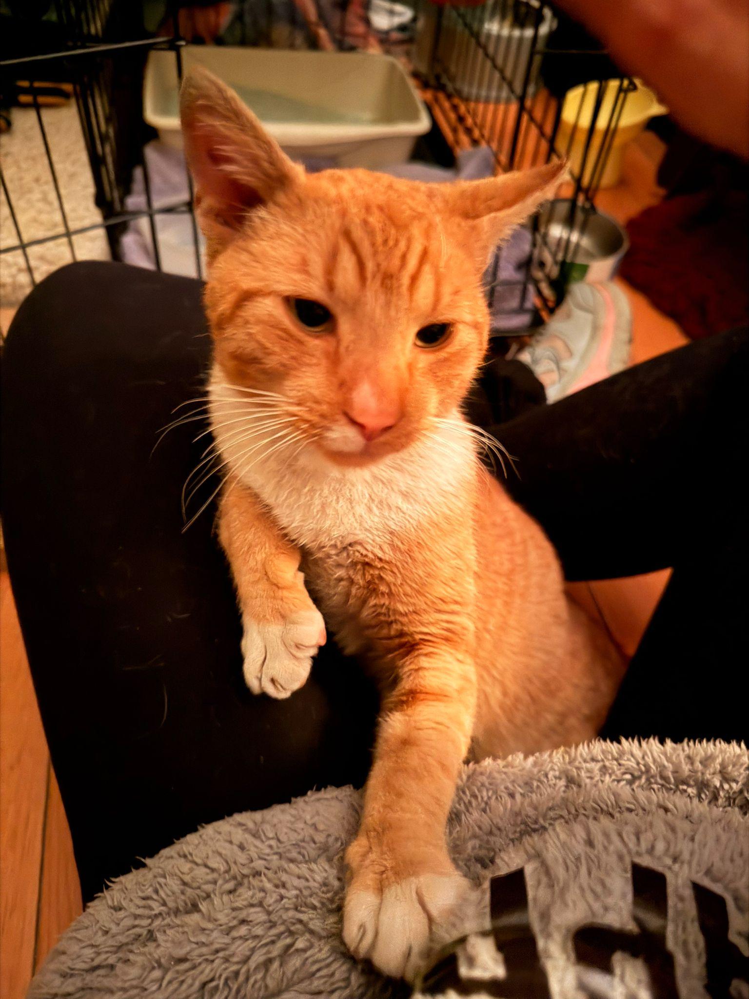 Dante, ADOPTABLE, Adult Male Domestic Short Hair.