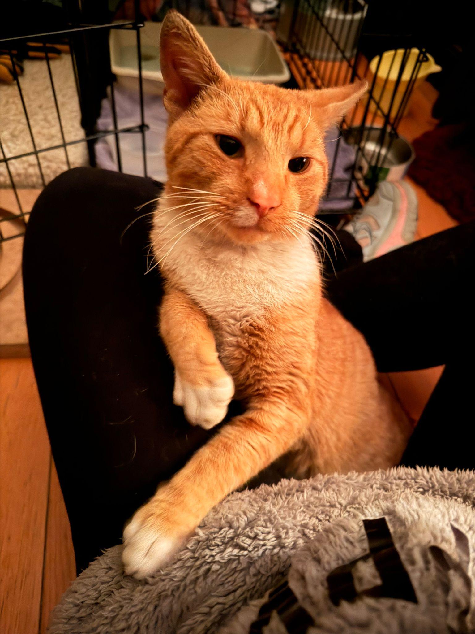 Dante, ADOPTABLE, Adult Male Domestic Short Hair.