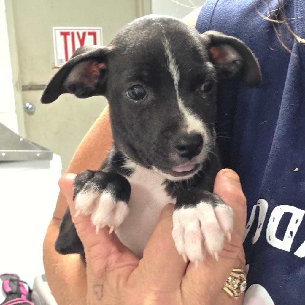 Bean / girl 3, Adoptable, Puppy Female Chihuahua.