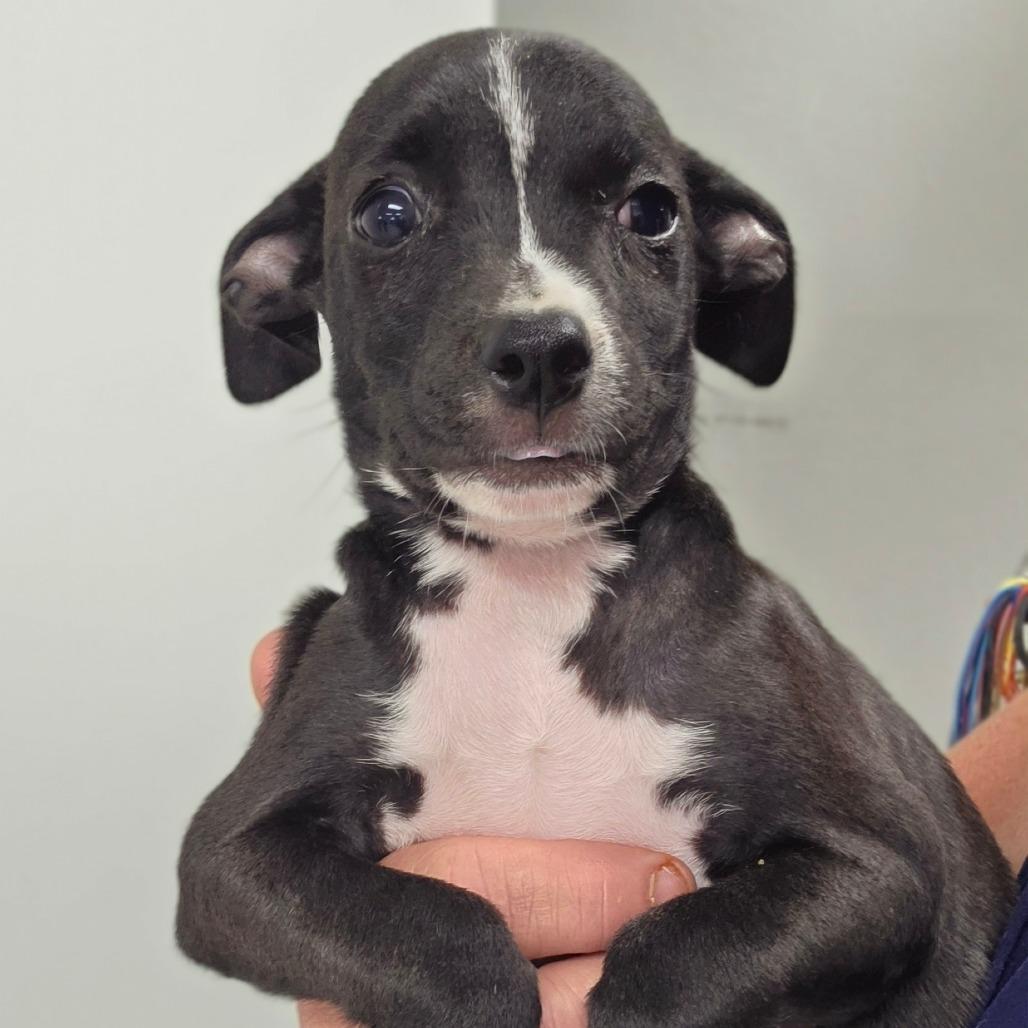 Enlarge Bean / girl 3, a Adoptable Chihuahua in Goltry, OK image 2/6