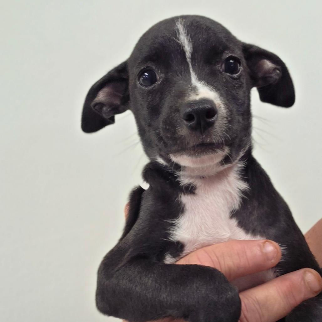 Enlarge Bean / girl 3, a Adoptable Chihuahua in Goltry, OK image 3/6