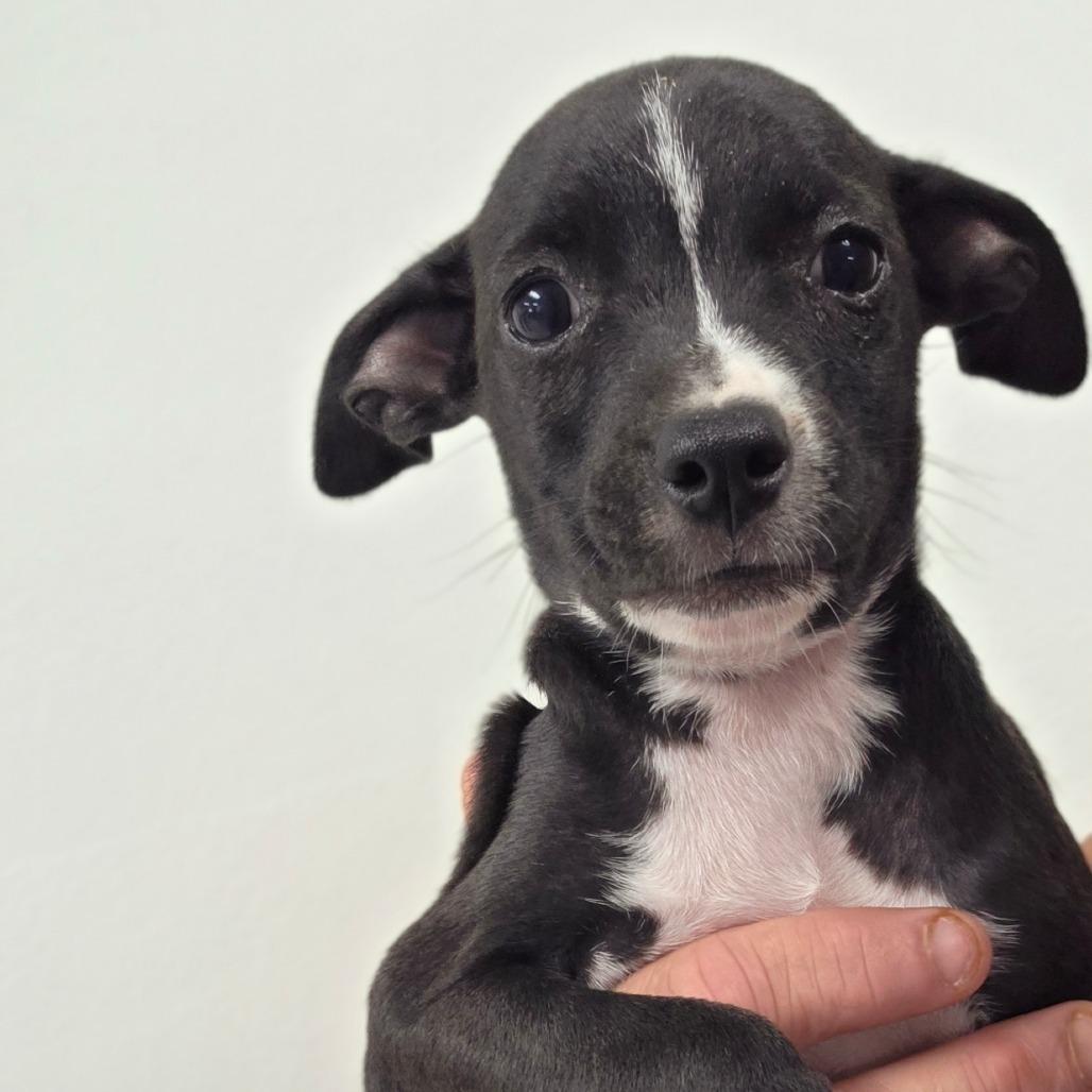 Enlarge Bean / girl 3, a Adoptable Chihuahua in Goltry, OK image 5/6