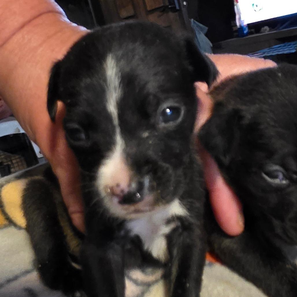 Enlarge Bean / girl 3, a Adoptable Chihuahua in Goltry, OK image 6/6