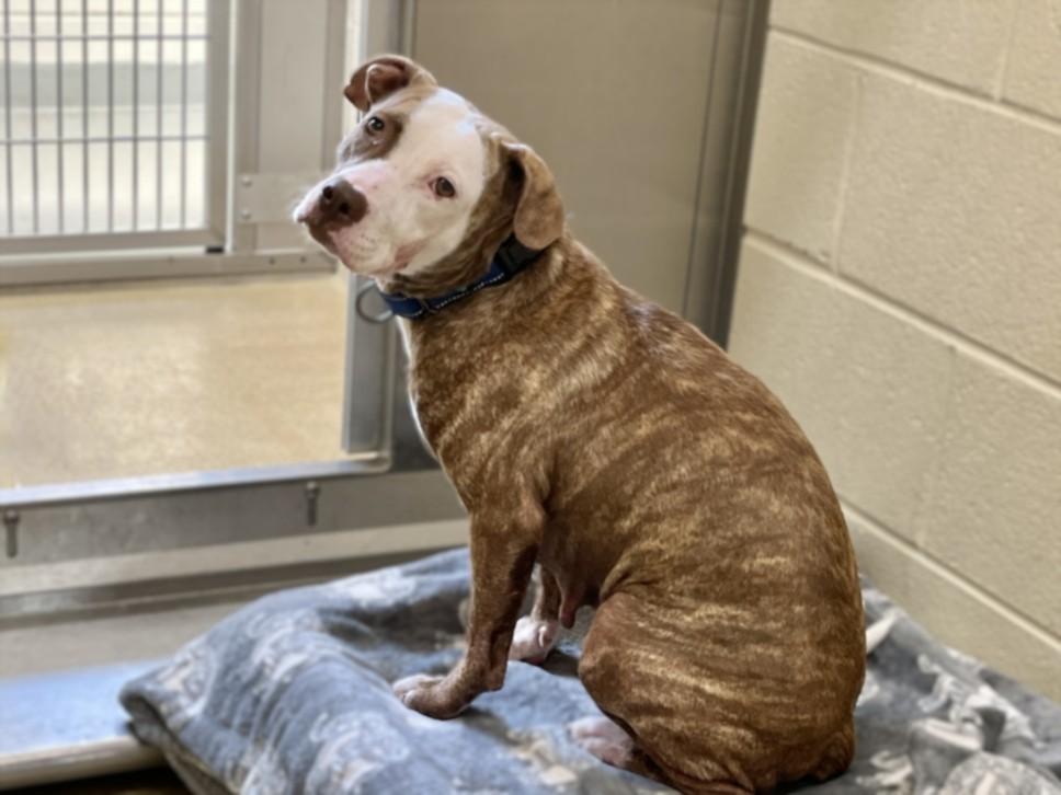 ROSE**, Adoptable, Young Female Pit Bull Terrier & Mixed Breed.