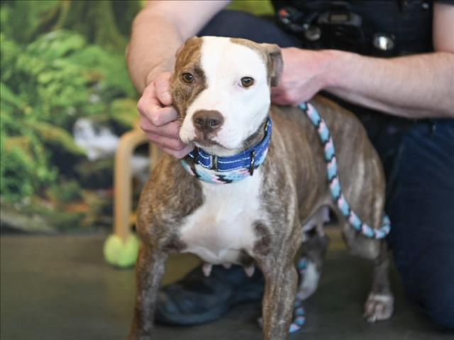 ROSE**, Adoptable, Young Female Pit Bull Terrier & Mixed Breed.