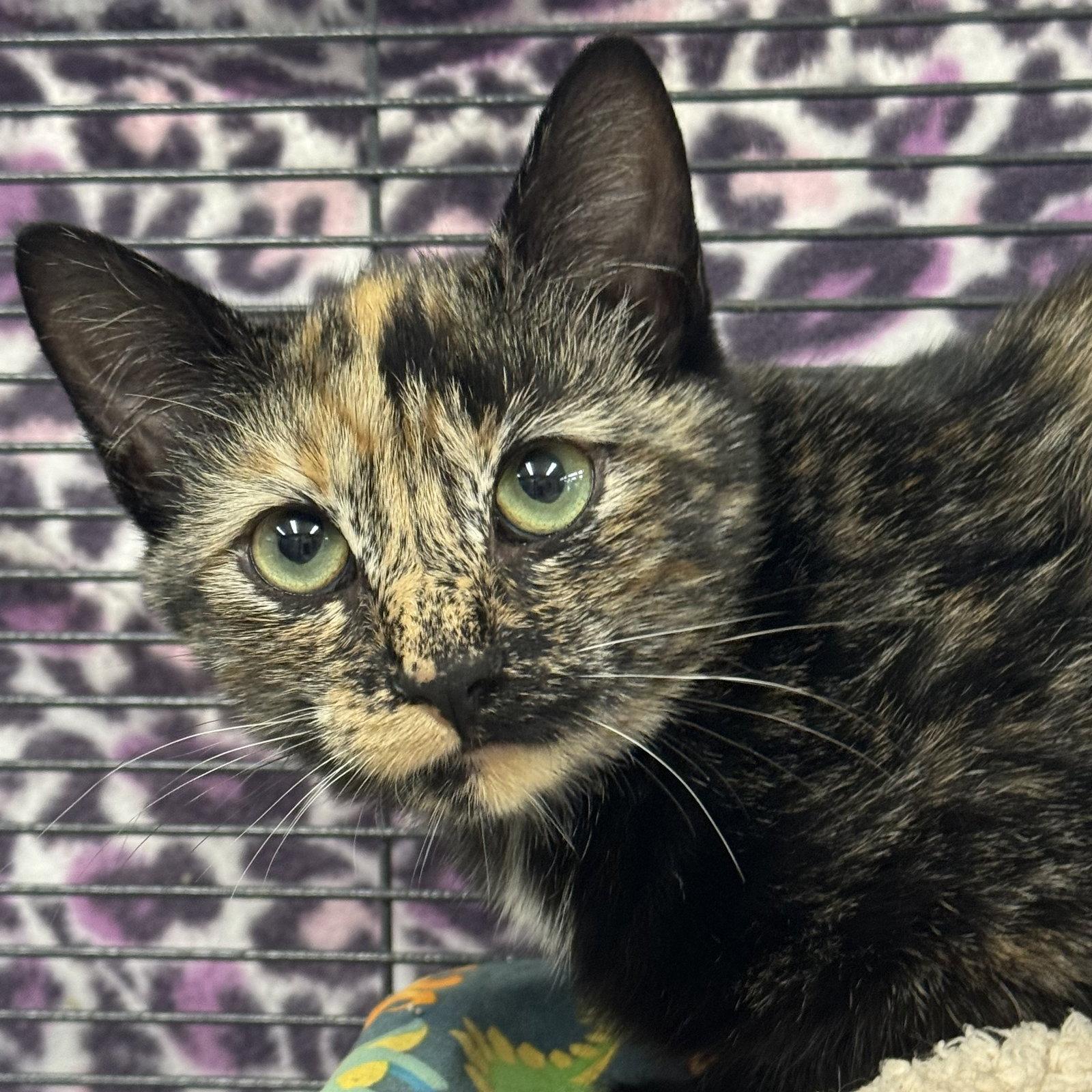 Enlarge Posh, a Adoptable mixed breed in Winchendon, MA image 2/3