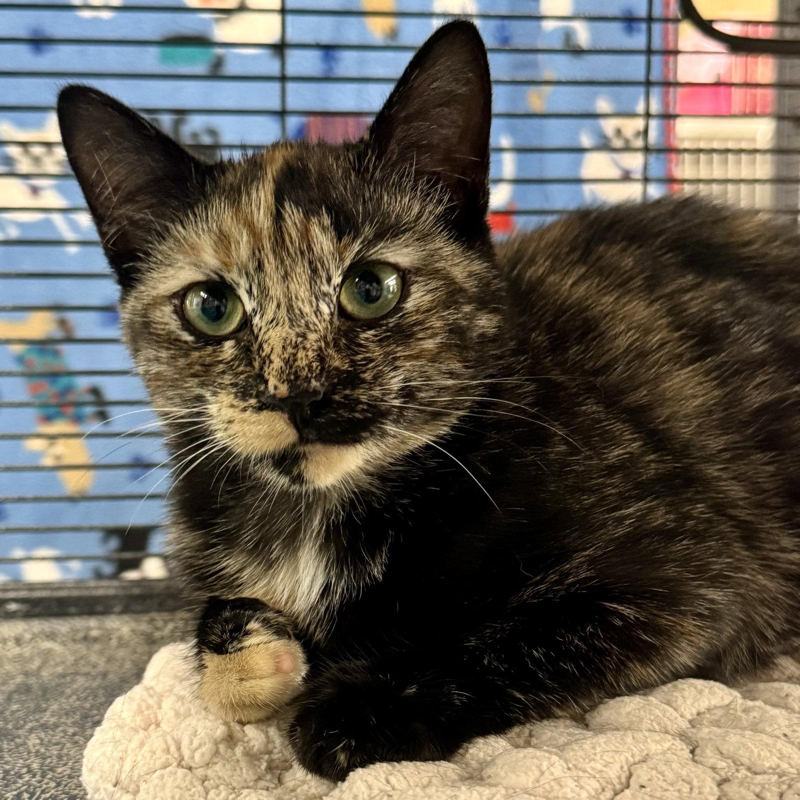 Enlarge Posh, a Adoptable mixed breed in Winchendon, MA image 3/3