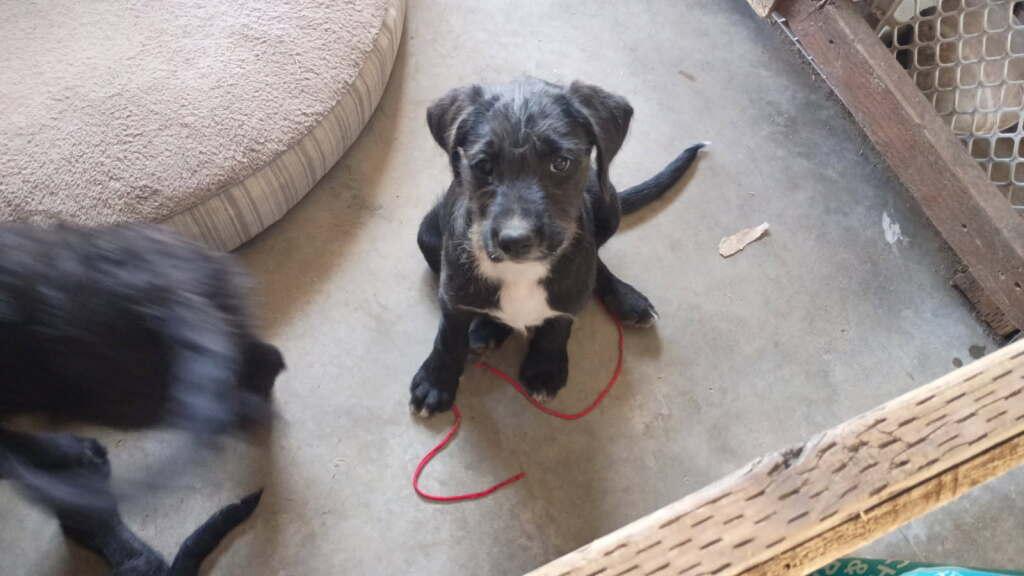 Enlarge Large, Mixed Puppies!  **COURTESY POST**, a ADOPTABLE mixed breed in Lewiston, ID image 2/3