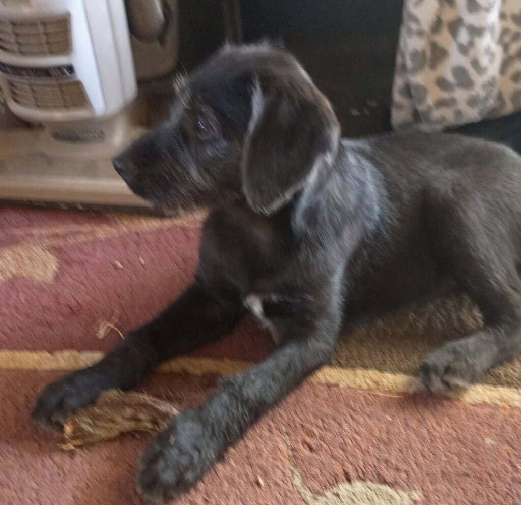 Enlarge Large, Mixed Puppies!  **COURTESY POST**, a ADOPTABLE mixed breed in Lewiston, ID image 3/3