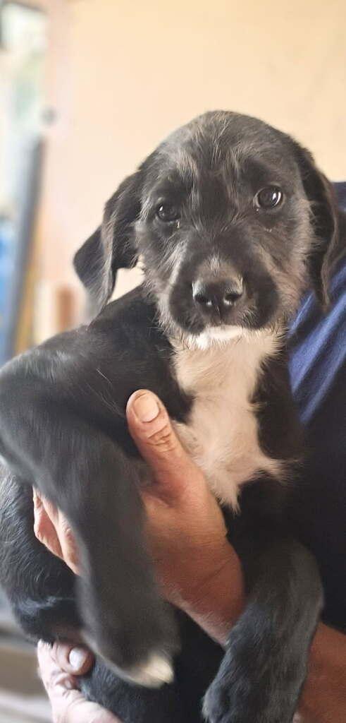 Large, Mixed Puppies!  **COURTESY POST**, ADOPTABLE, Puppy Female Black Labrador Retriever & Standard Poodle.