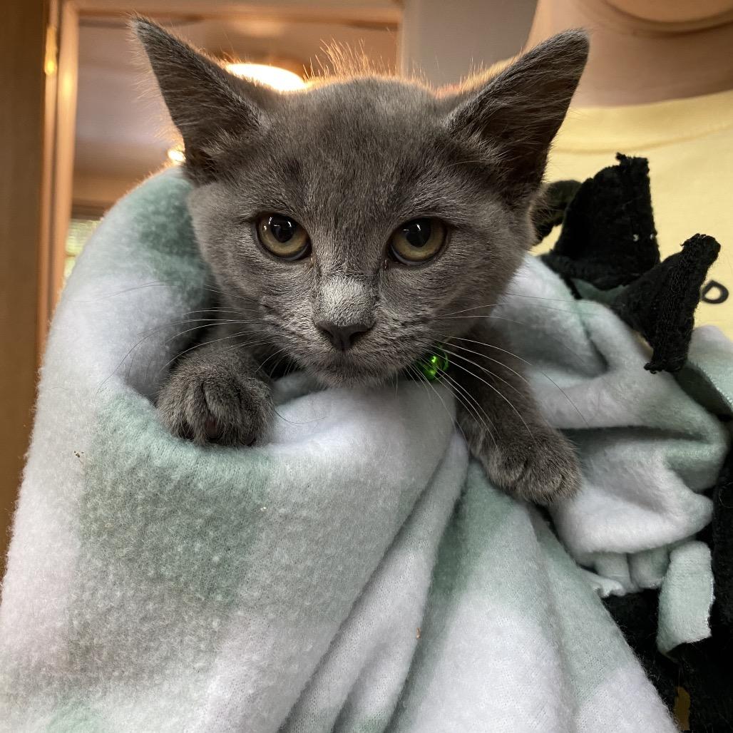 Birdie, Adoptable, Kitten Female Domestic Short Hair.