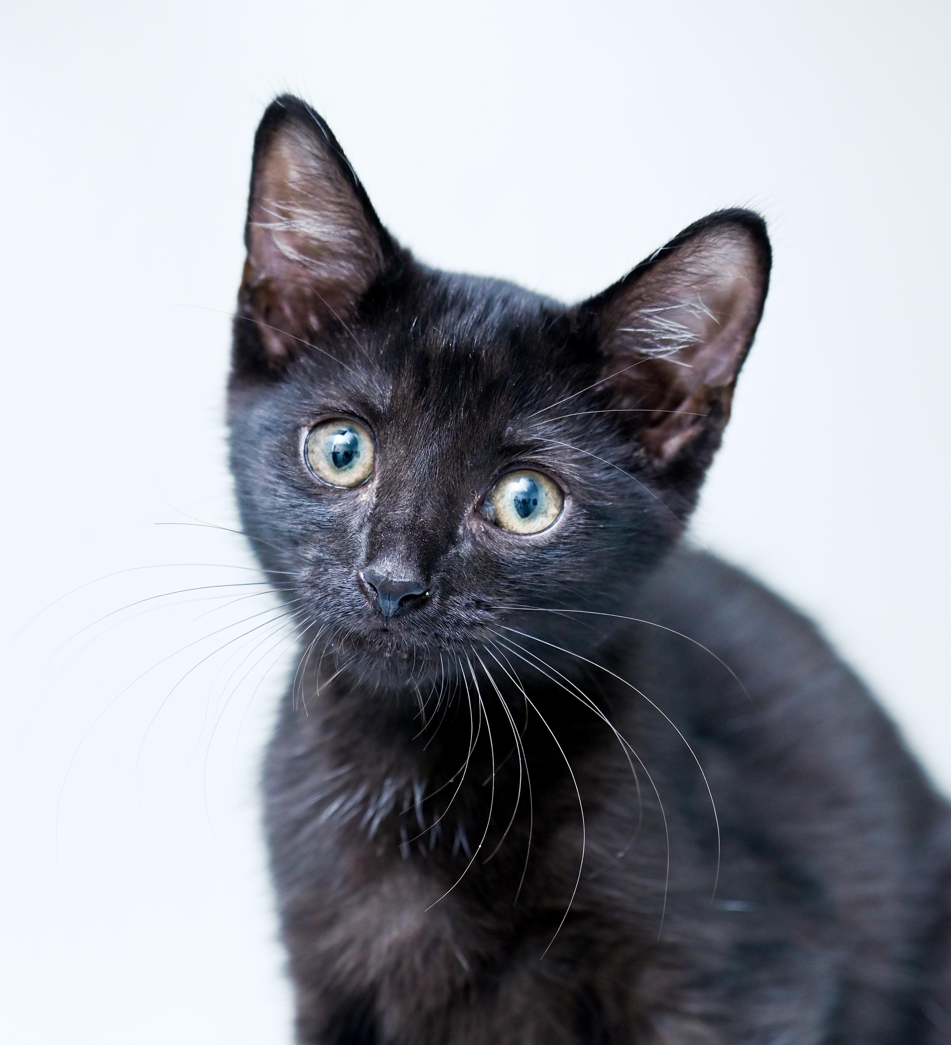 Enlarge Mr. Pip, a ADOPTABLE mixed breed in Chattanooga, TN image 5/5