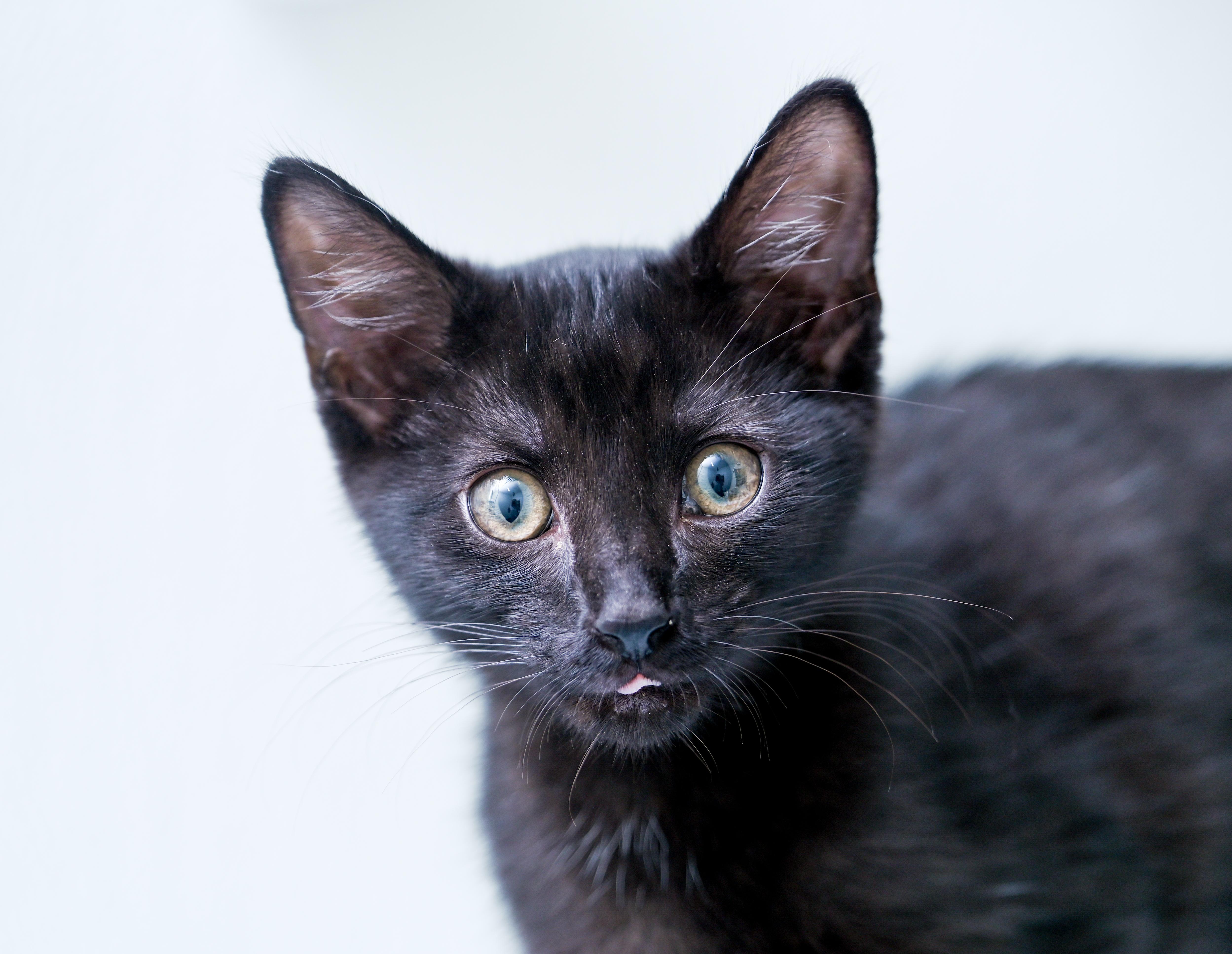 Enlarge Mr. Pip, a ADOPTABLE mixed breed in Chattanooga, TN image 1/5