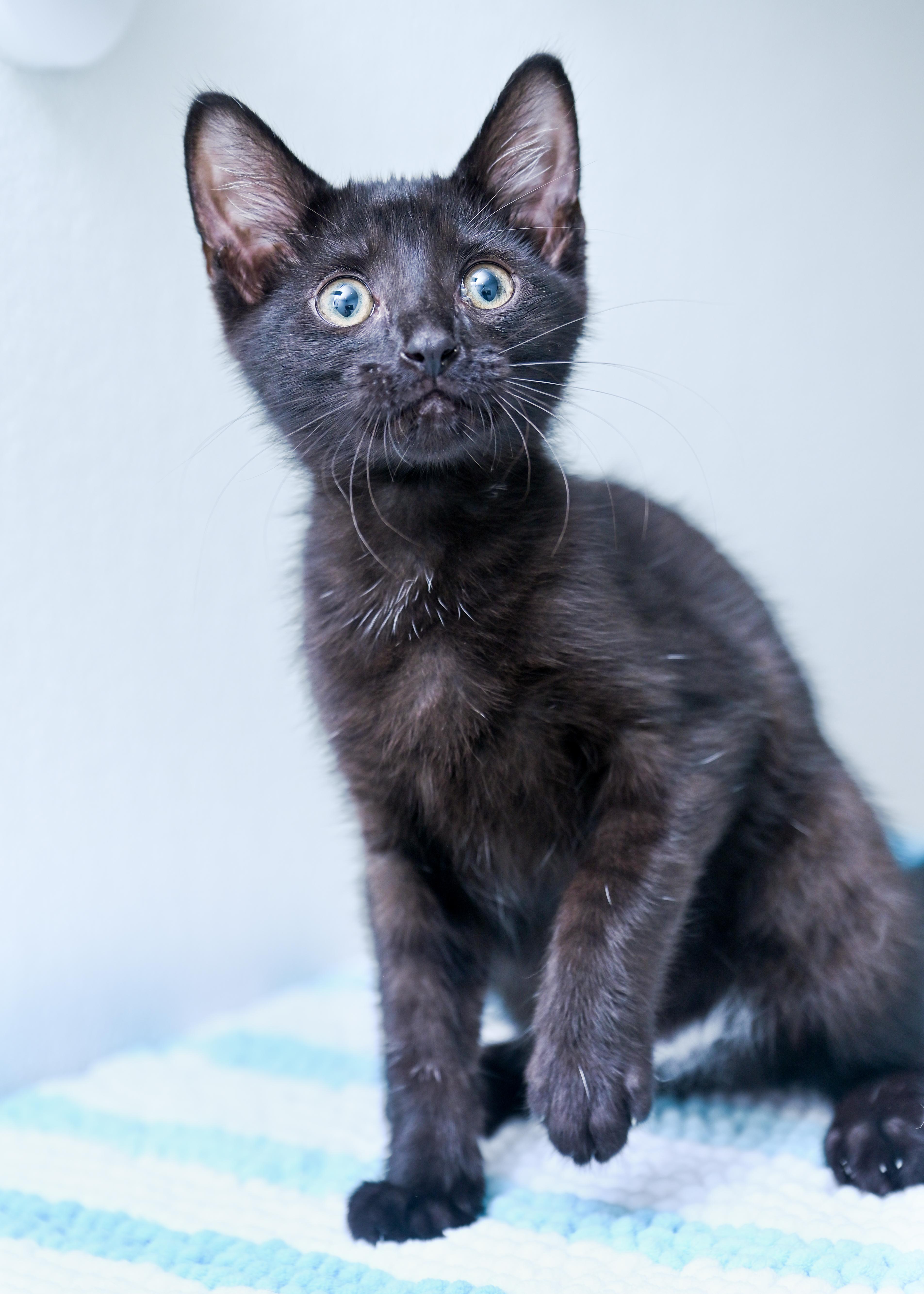 Enlarge Mr. Pip, a ADOPTABLE mixed breed in Chattanooga, TN image 2/5