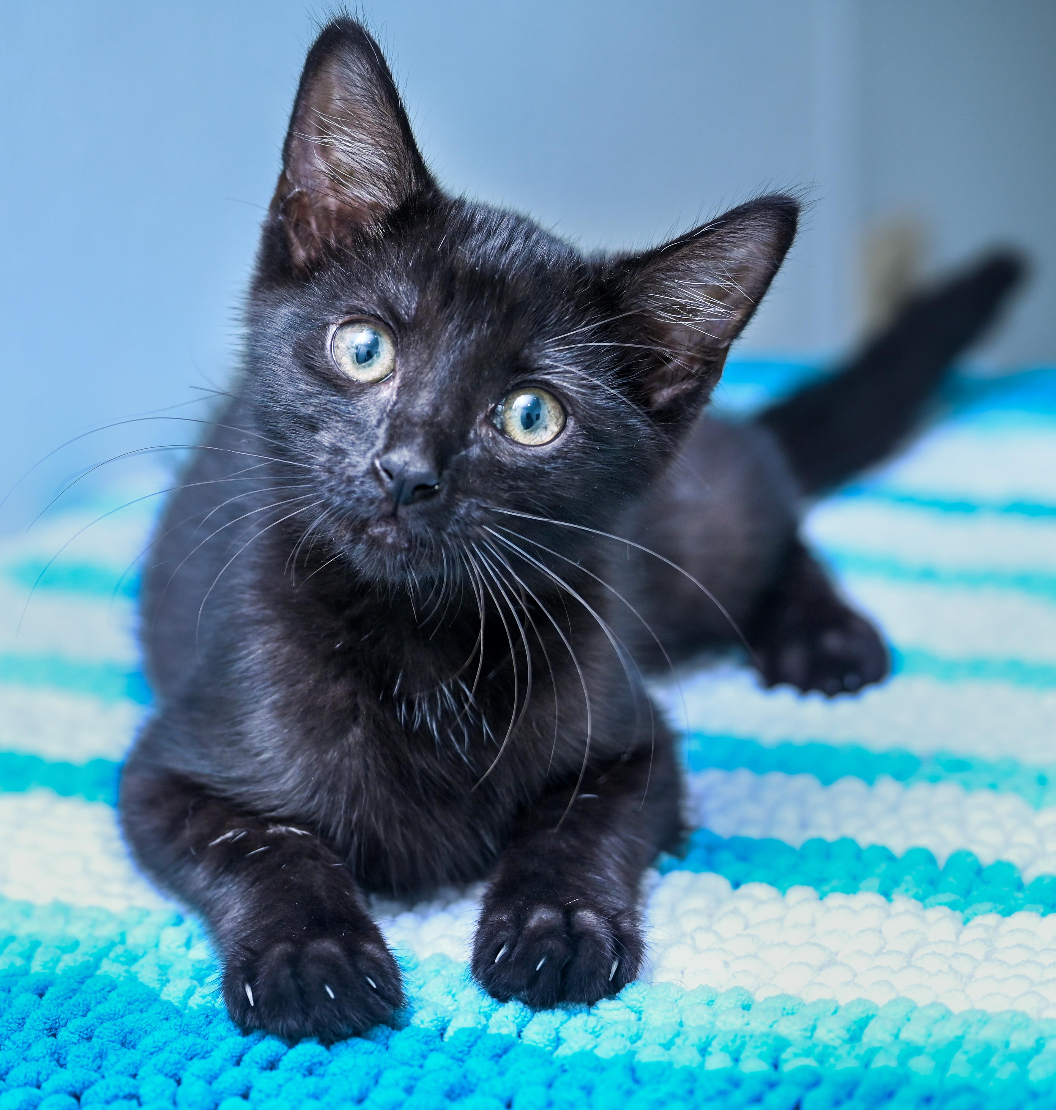 Enlarge Mr. Pip, a ADOPTABLE mixed breed in Chattanooga, TN image 3/5