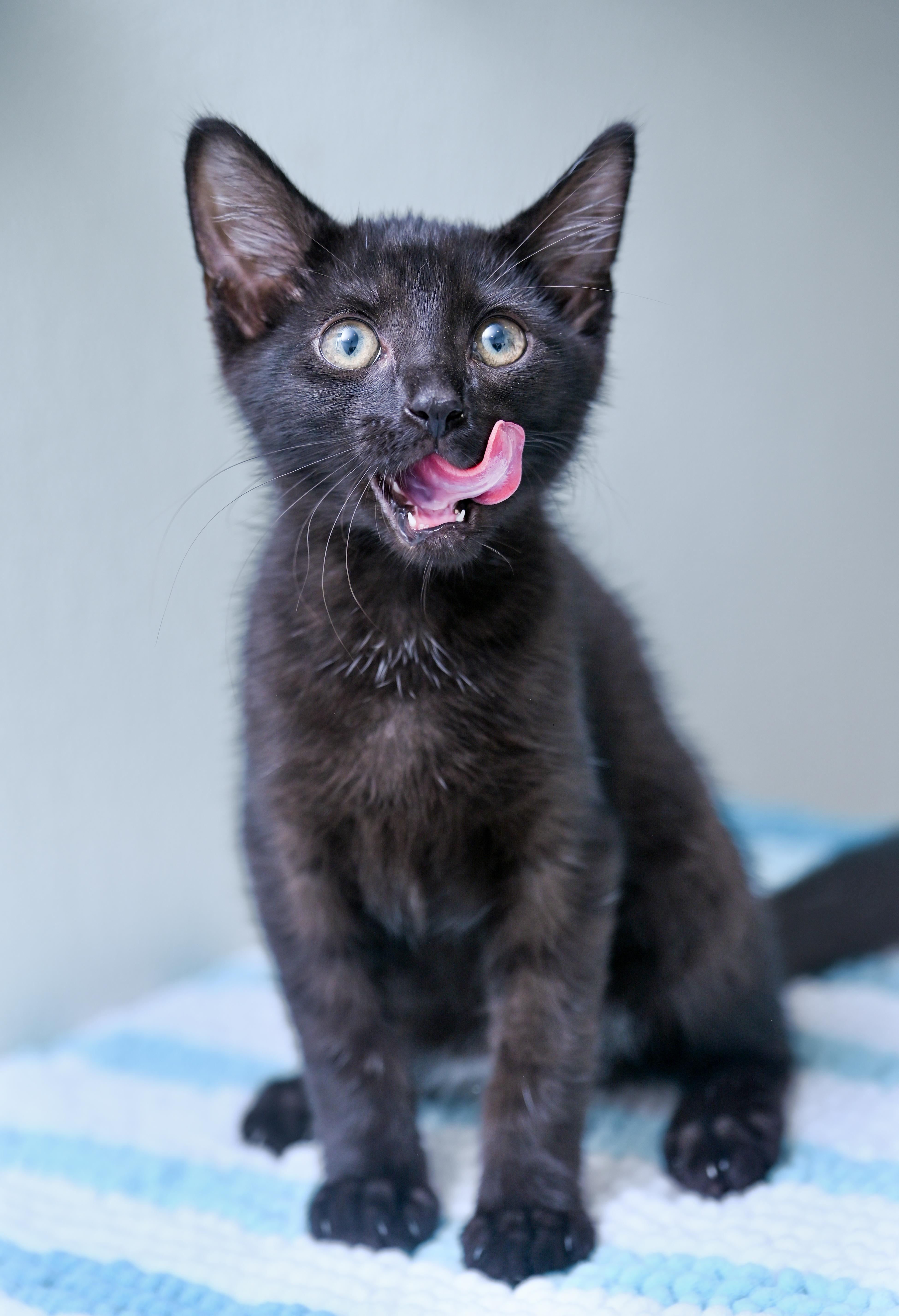 Enlarge Mr. Pip, a ADOPTABLE mixed breed in Chattanooga, TN image 4/5