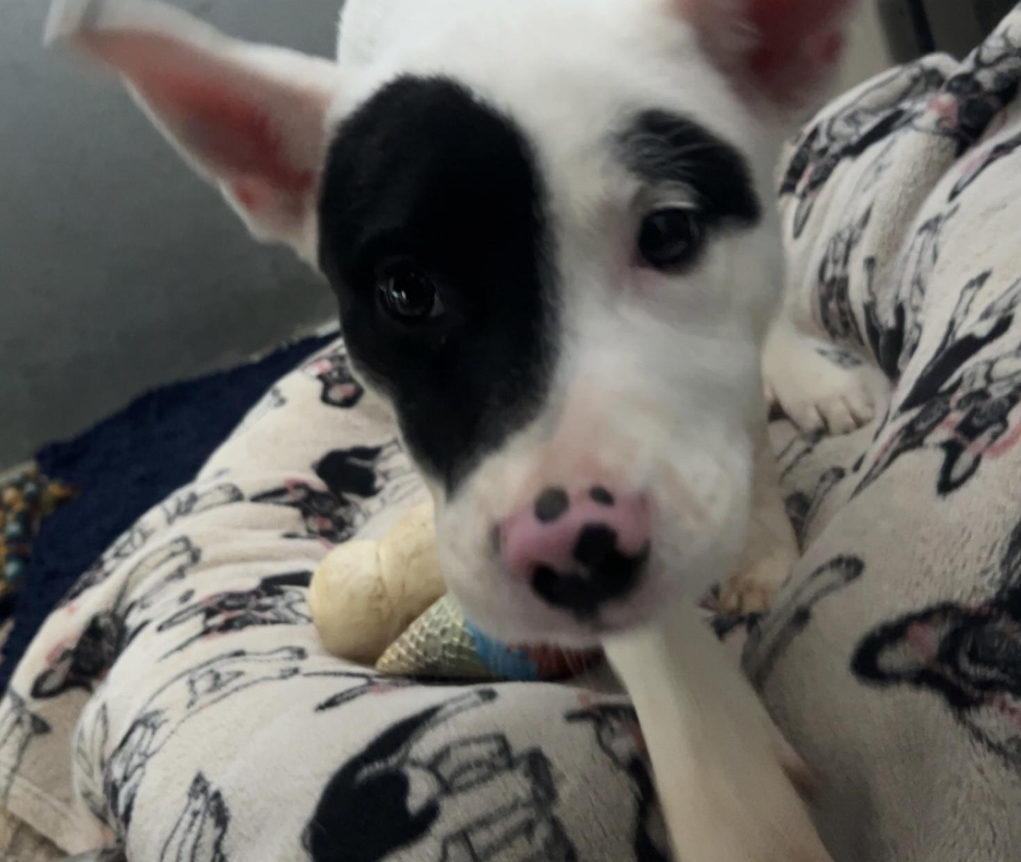 Bunny, Adopted, Young Female Mixed Breed.