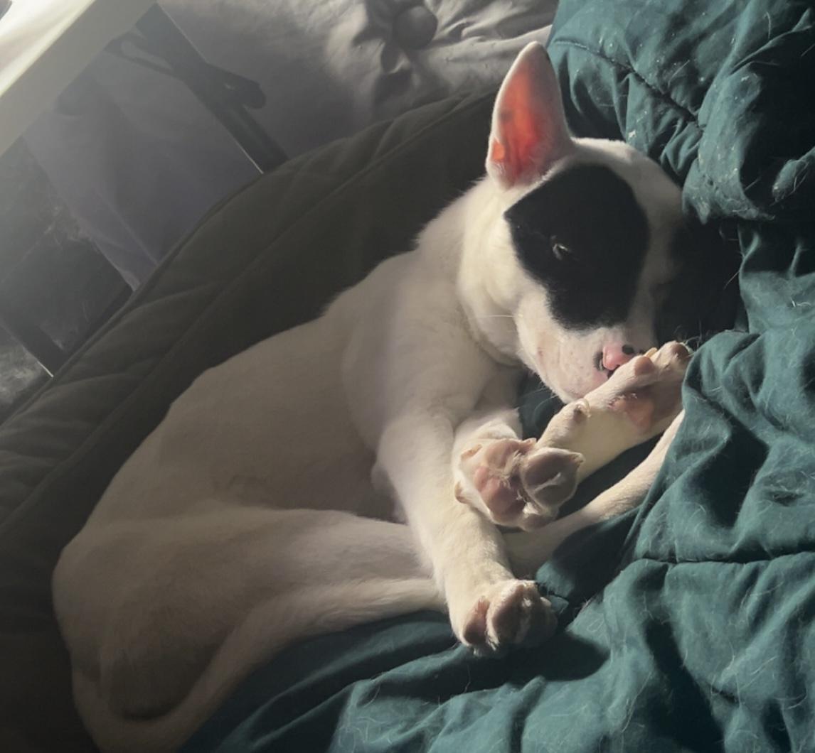 Enlarge Bunny, a Adopted Mixed Breed in Winhall, VT image 2/3