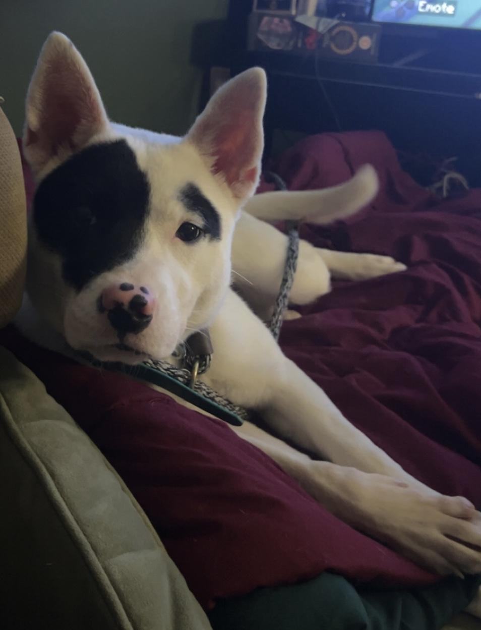 Enlarge Bunny, a Adopted Mixed Breed in Winhall, VT image 3/3