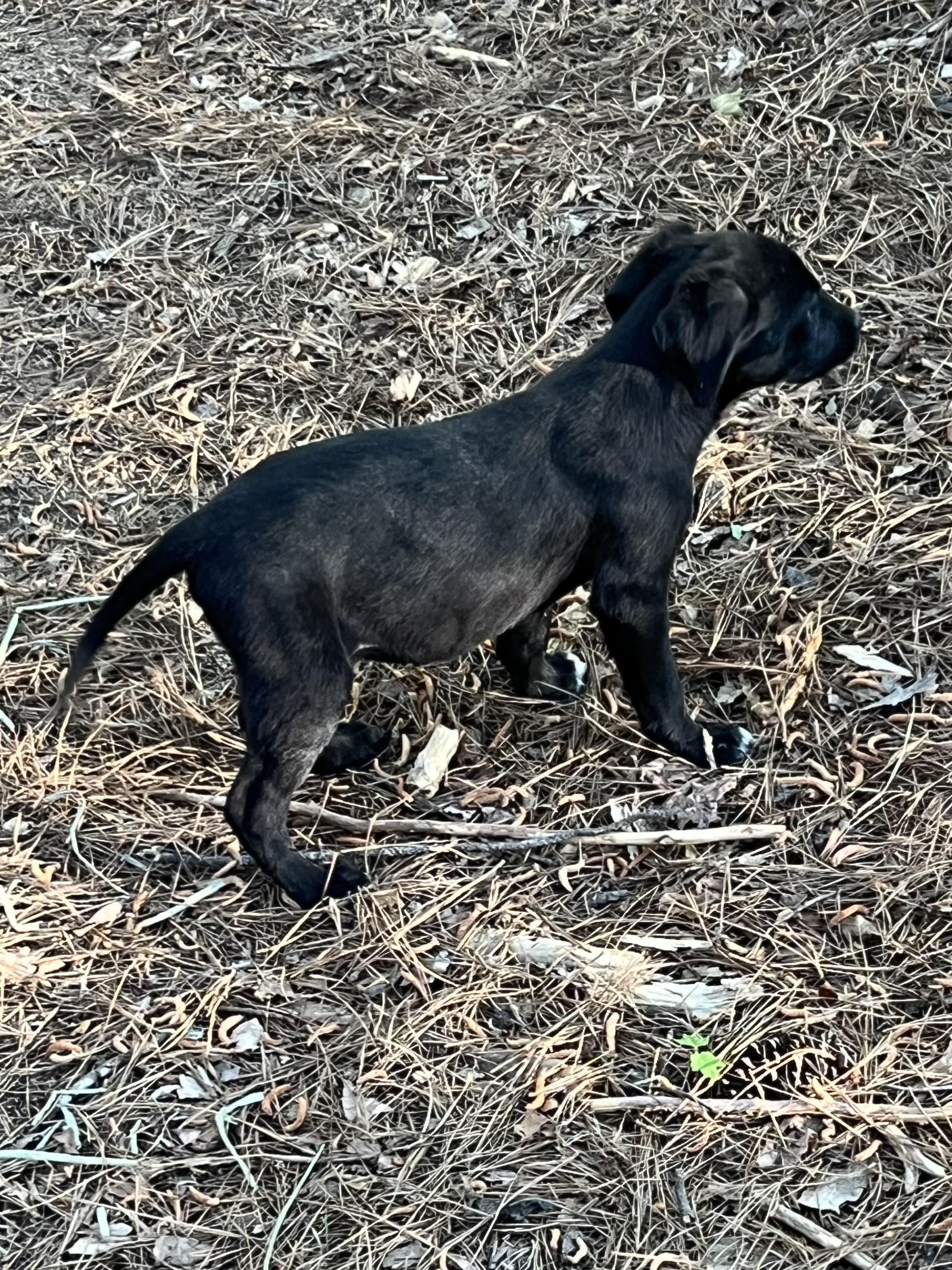 Enlarge Storm, an adopted mixed breed in Rock Hill, SC image 3/4