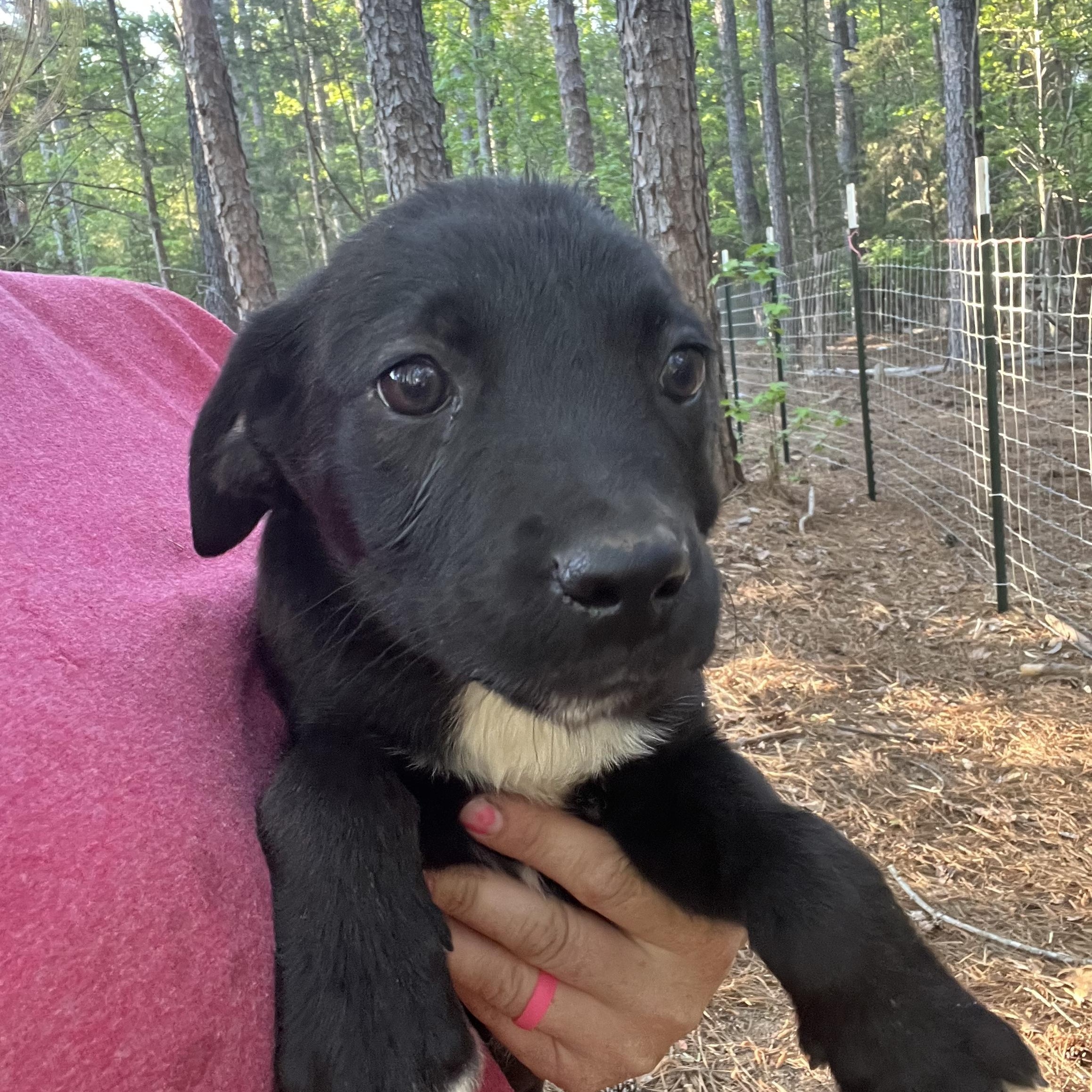 Storm, adopted, Puppy Male German Shorthaired Pointer & Labrador Retriever.
