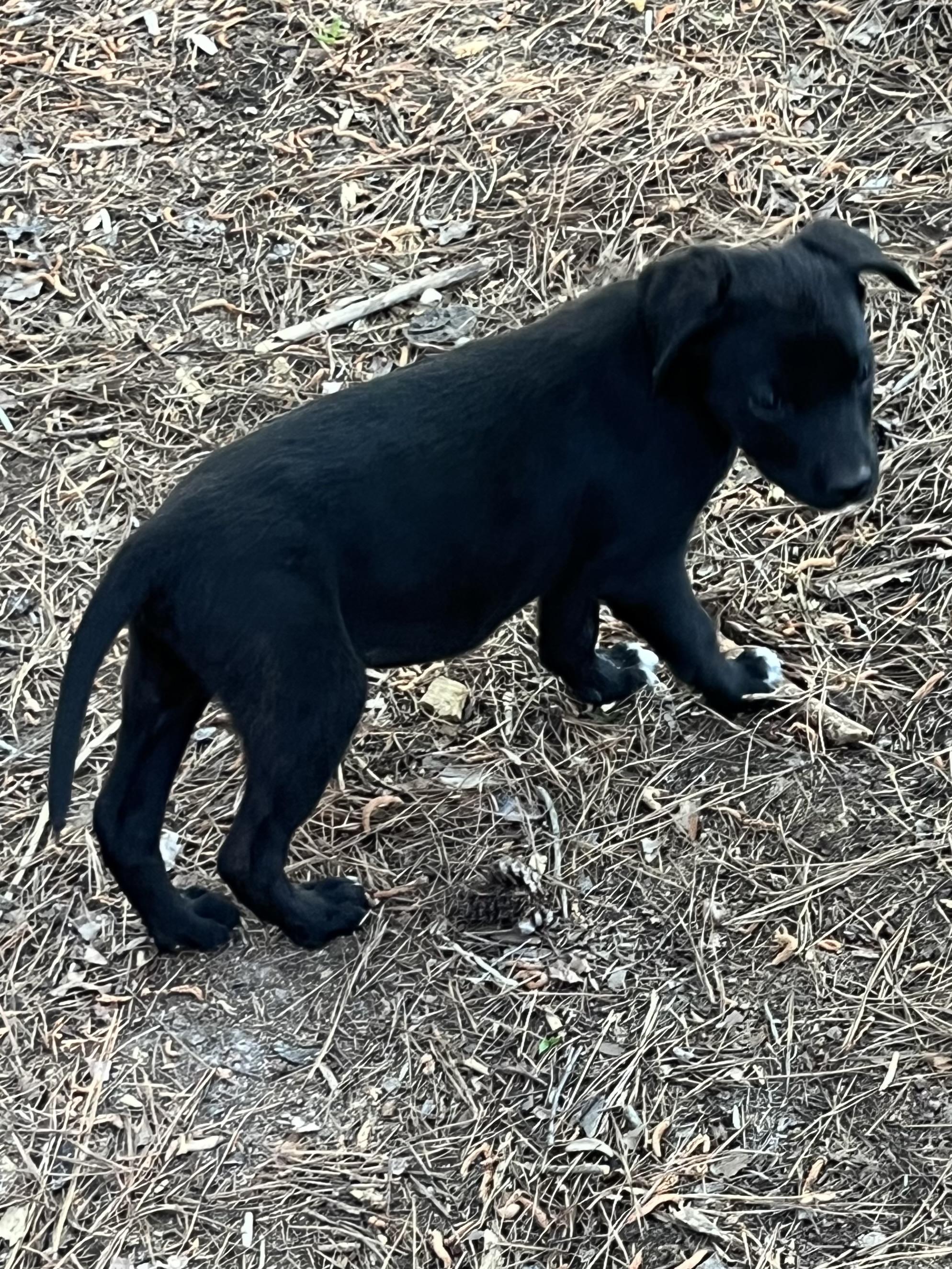 Enlarge Storm, an adopted mixed breed in Rock Hill, SC image 2/4