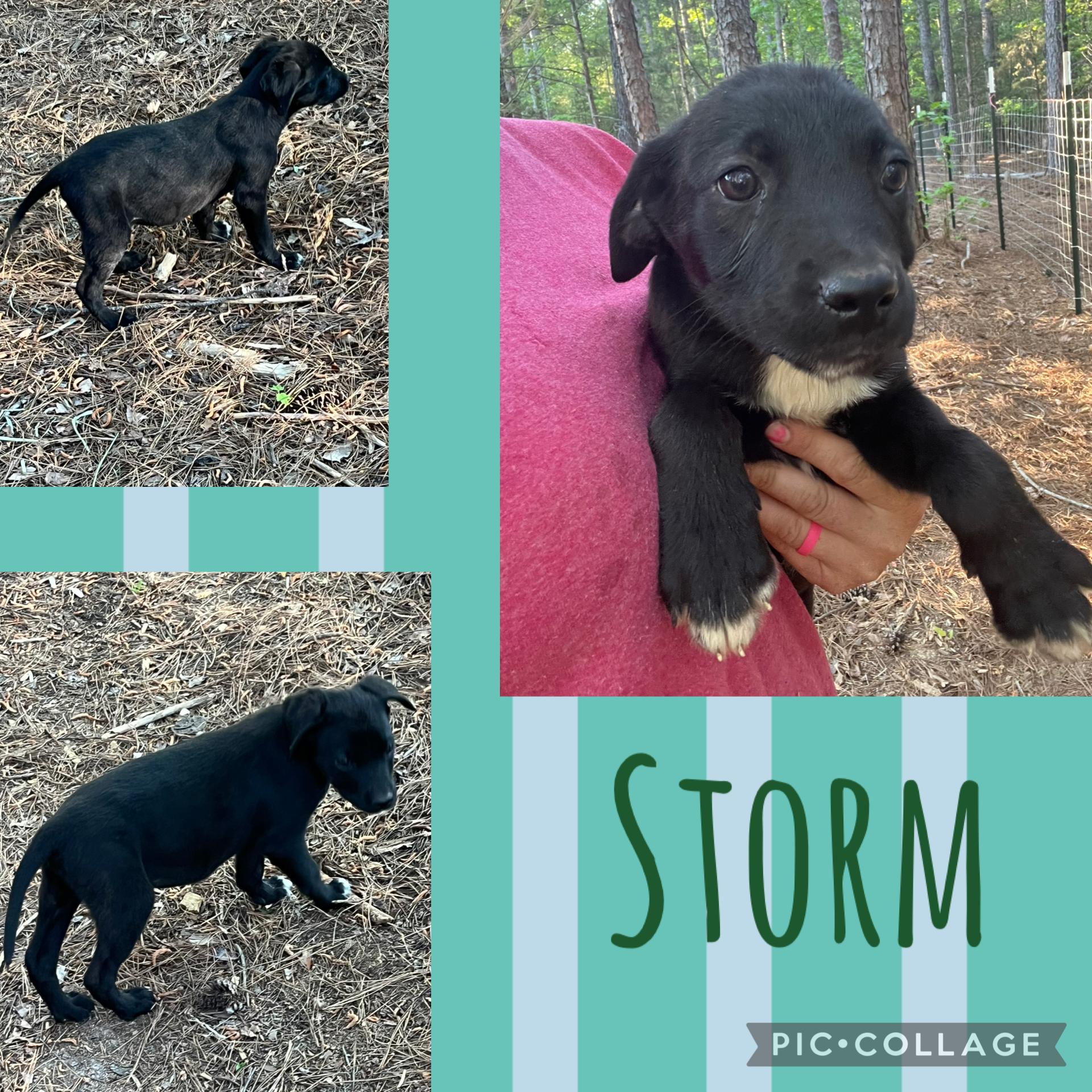 Enlarge Storm, an adopted mixed breed in Rock Hill, SC image 4/4