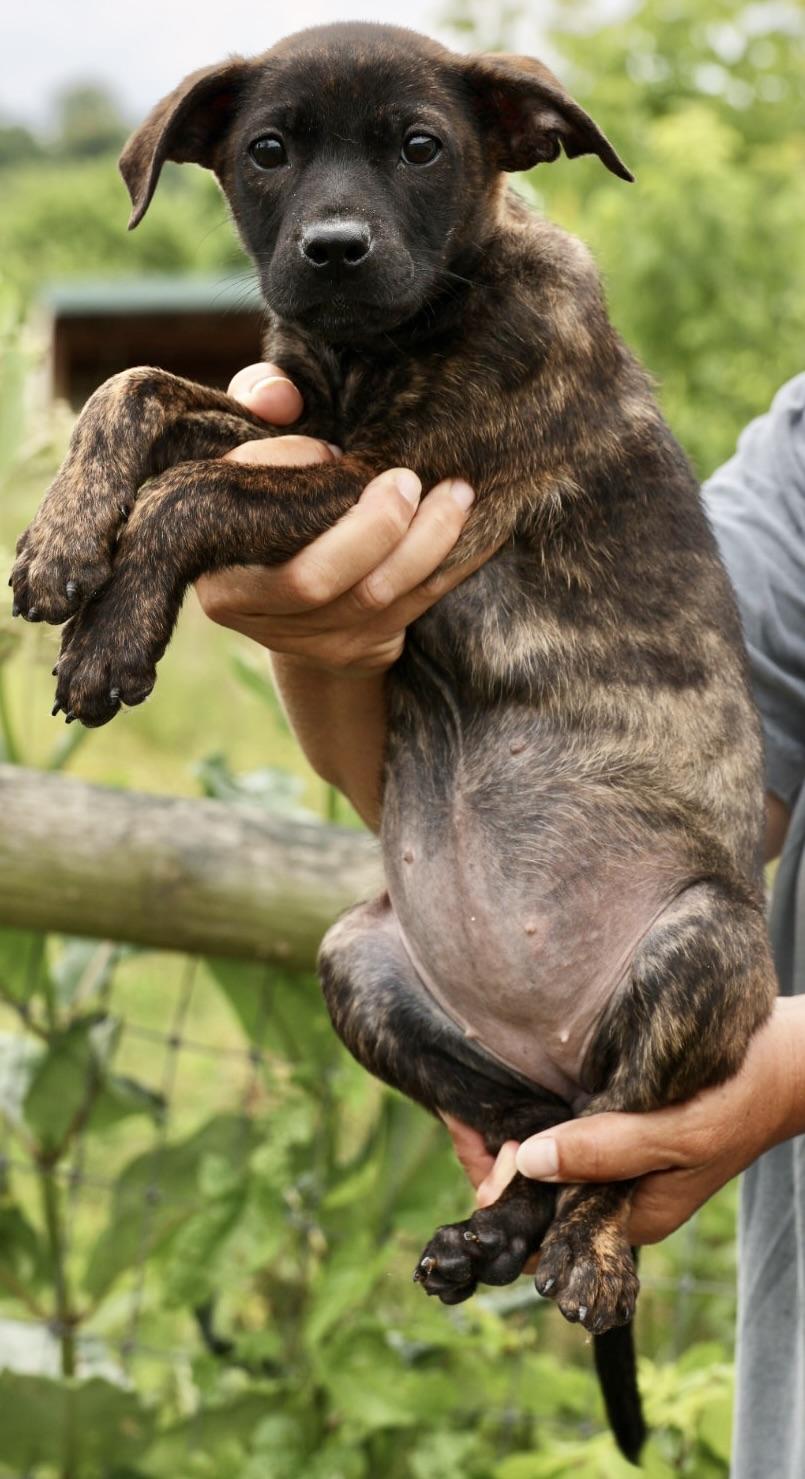Enlarge 2026Zarine, an adopted mixed breed in Frederick, MD image 4/5