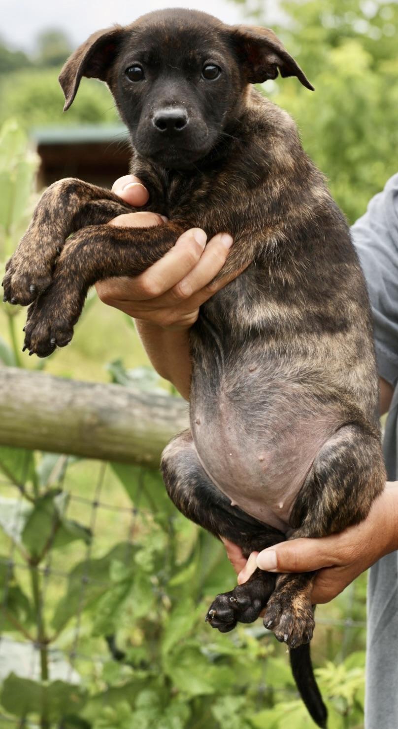 Enlarge 2026Zarine, an adopted mixed breed in Frederick, MD image 5/5
