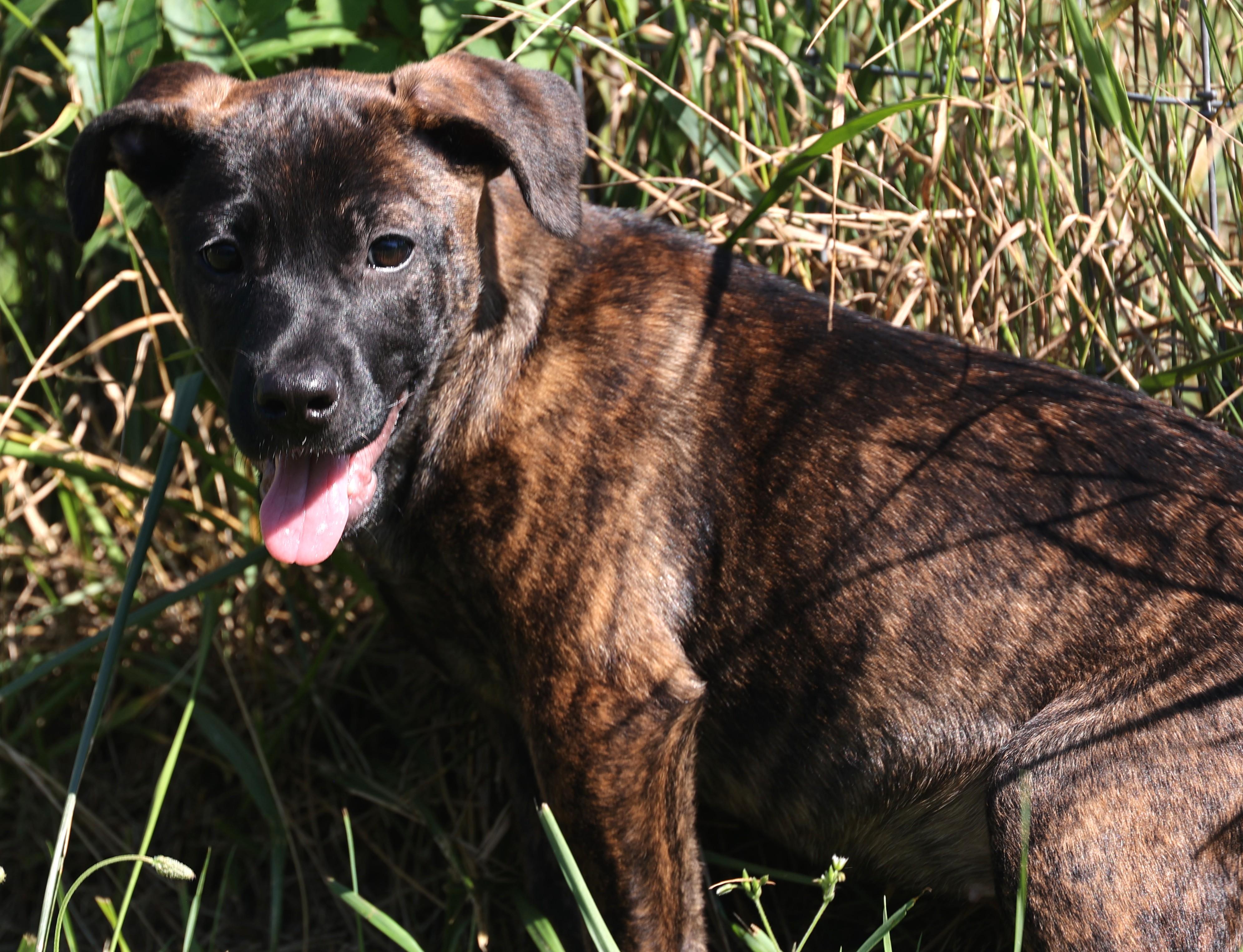 Enlarge 2026Zarine, an adopted mixed breed in Frederick, MD image 2/5