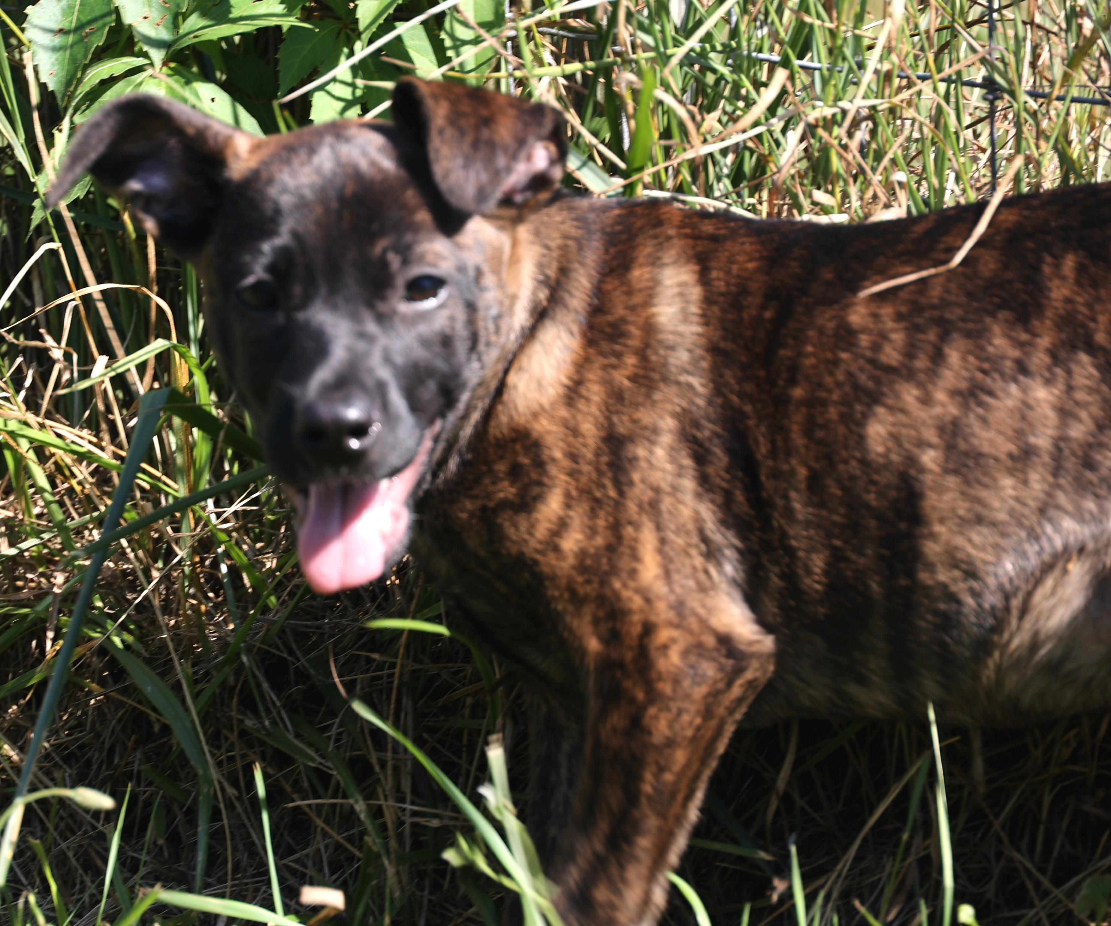 Enlarge 2026Zarine, an adopted mixed breed in Frederick, MD image 1/5