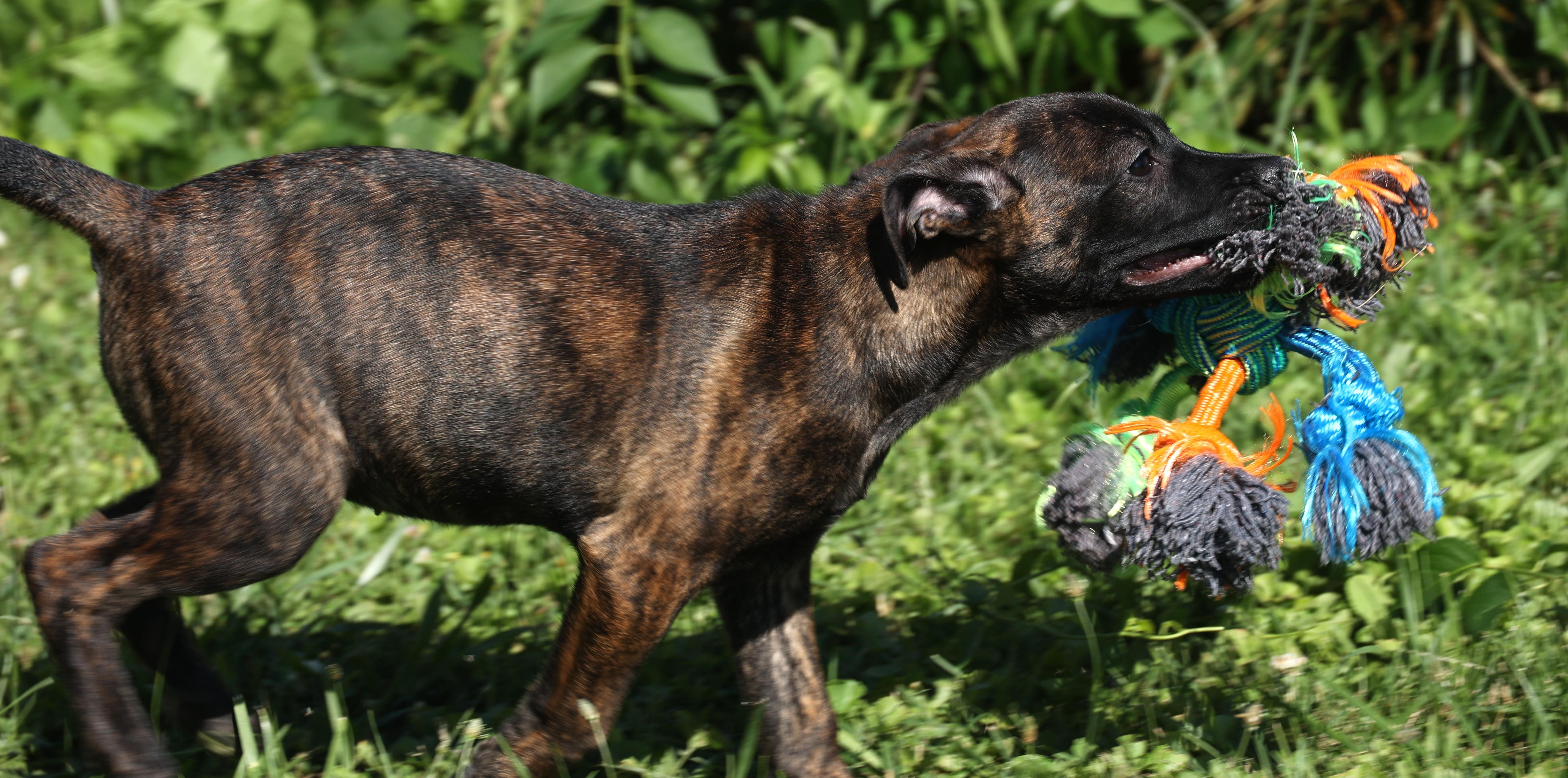 Enlarge 2026Zarine, an adopted mixed breed in Frederick, MD image 3/5