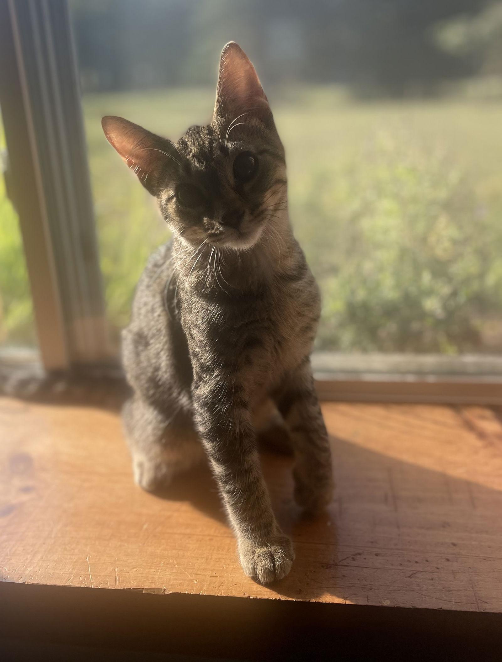 Adam, Adoptable, Kitten Male Domestic Short Hair & Tabby.