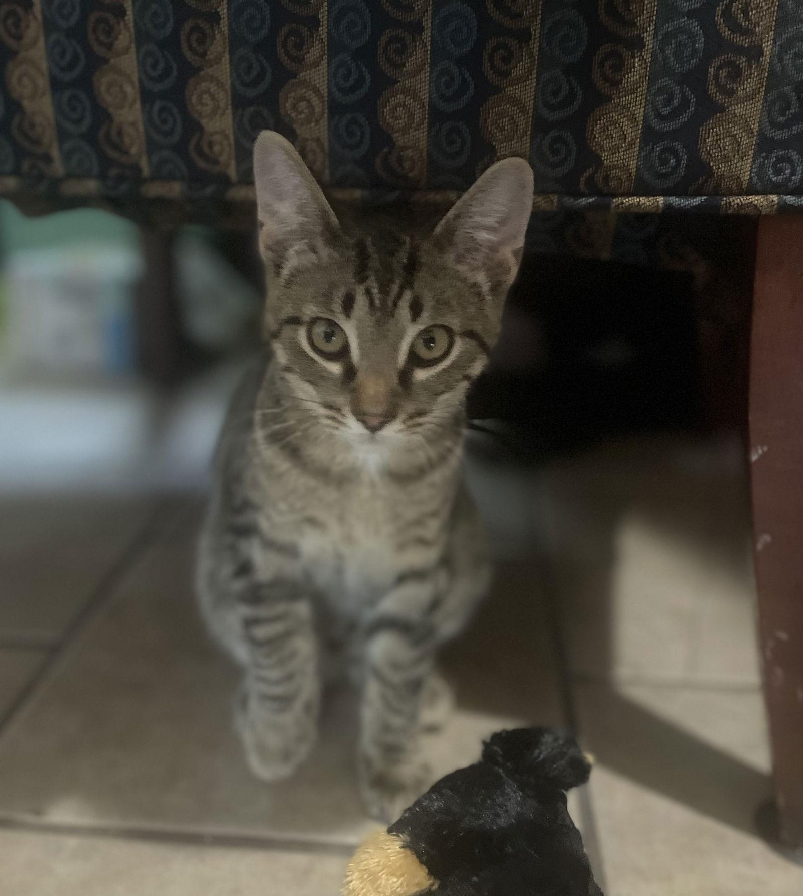 Adam, a Adoptable mixed breed in Traverse City, MI image 2/3