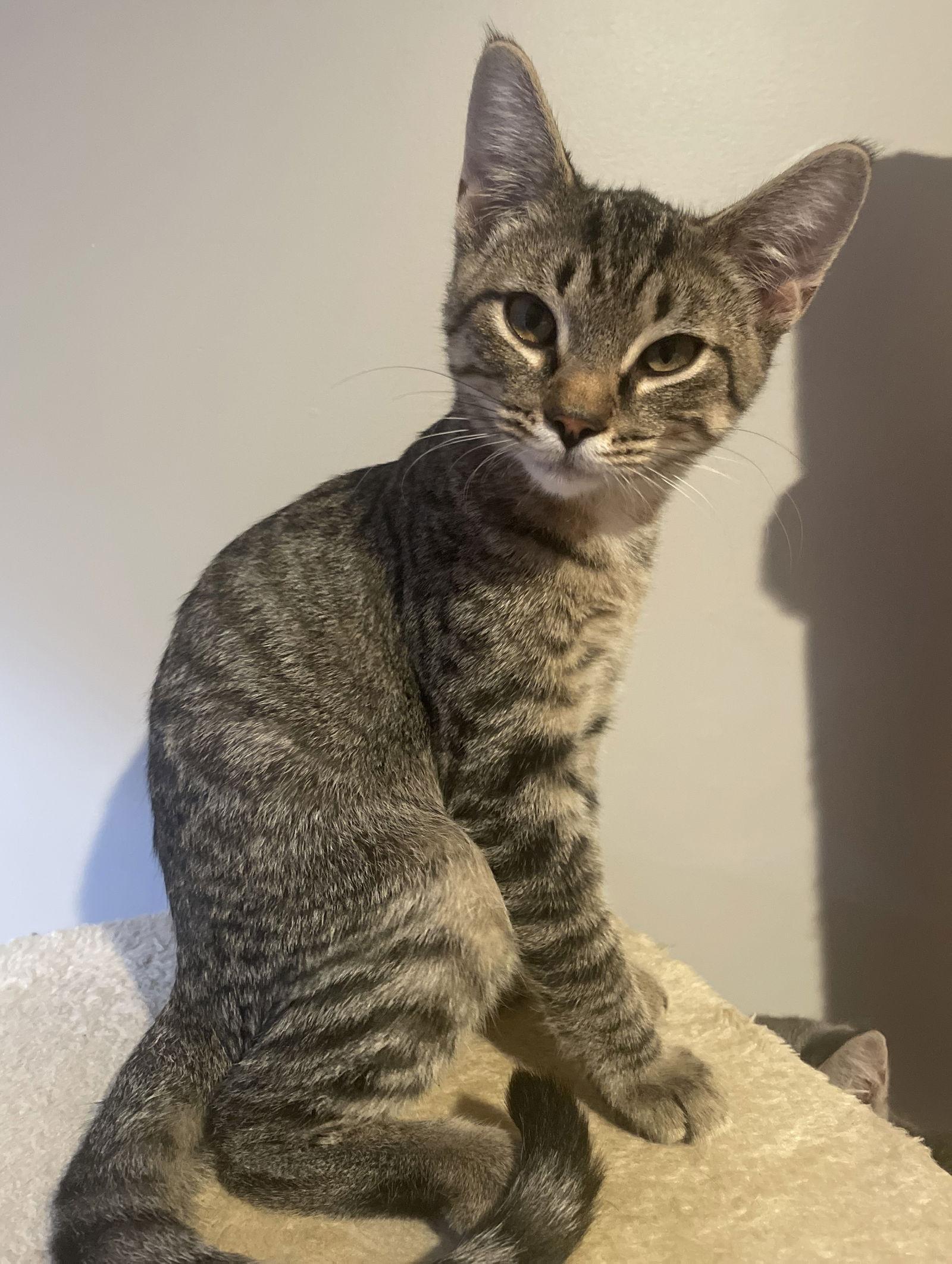 Adam, a Adoptable mixed breed in Traverse City, MI image 3/3