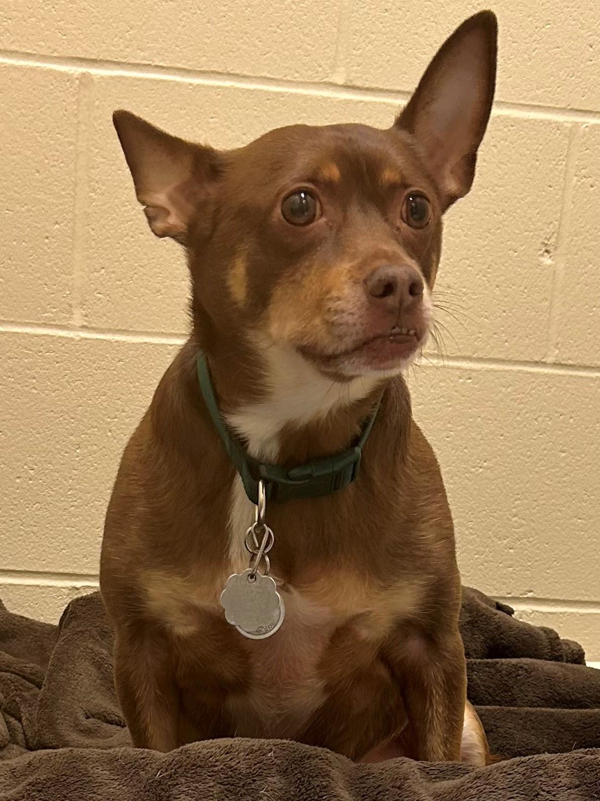 Enlarge Kilo, a Adopted mixed breed in Mason City, IA image 1/1
